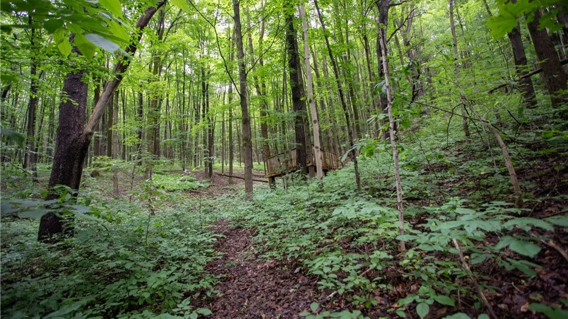 Property at 7756 ROUTE 219, Ellicottville, NY 14731 31
