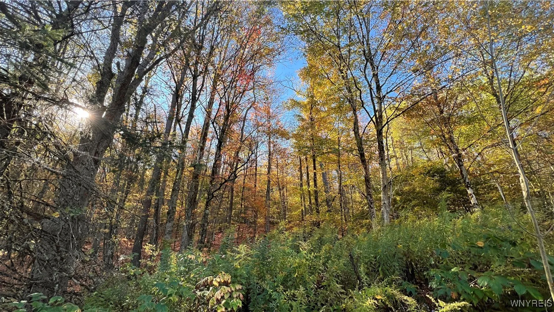 Property at 8905 Bucktooth Run Road, Little Valley, NY 14755 38
