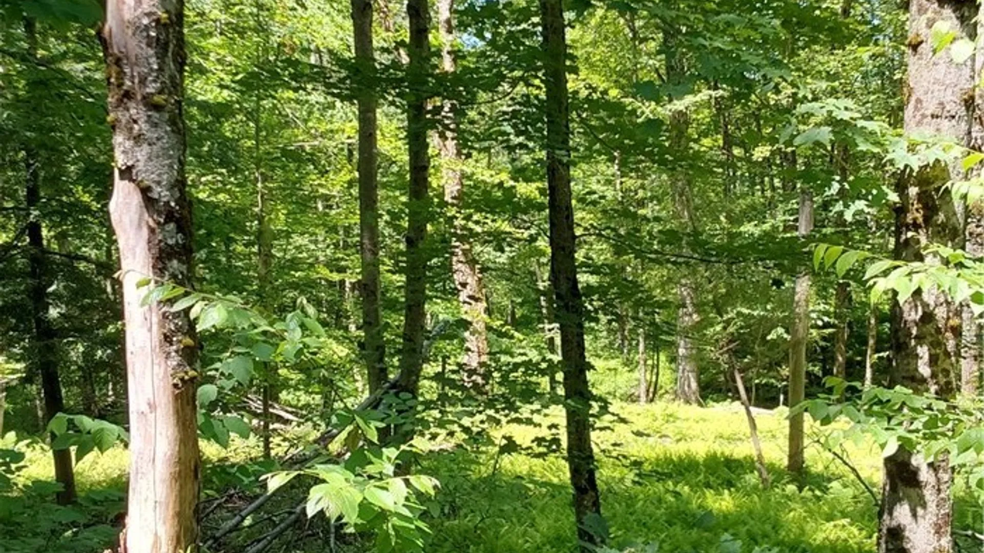 Property at 1273 Newport Gray Road Road, Norway, NY 13416 22