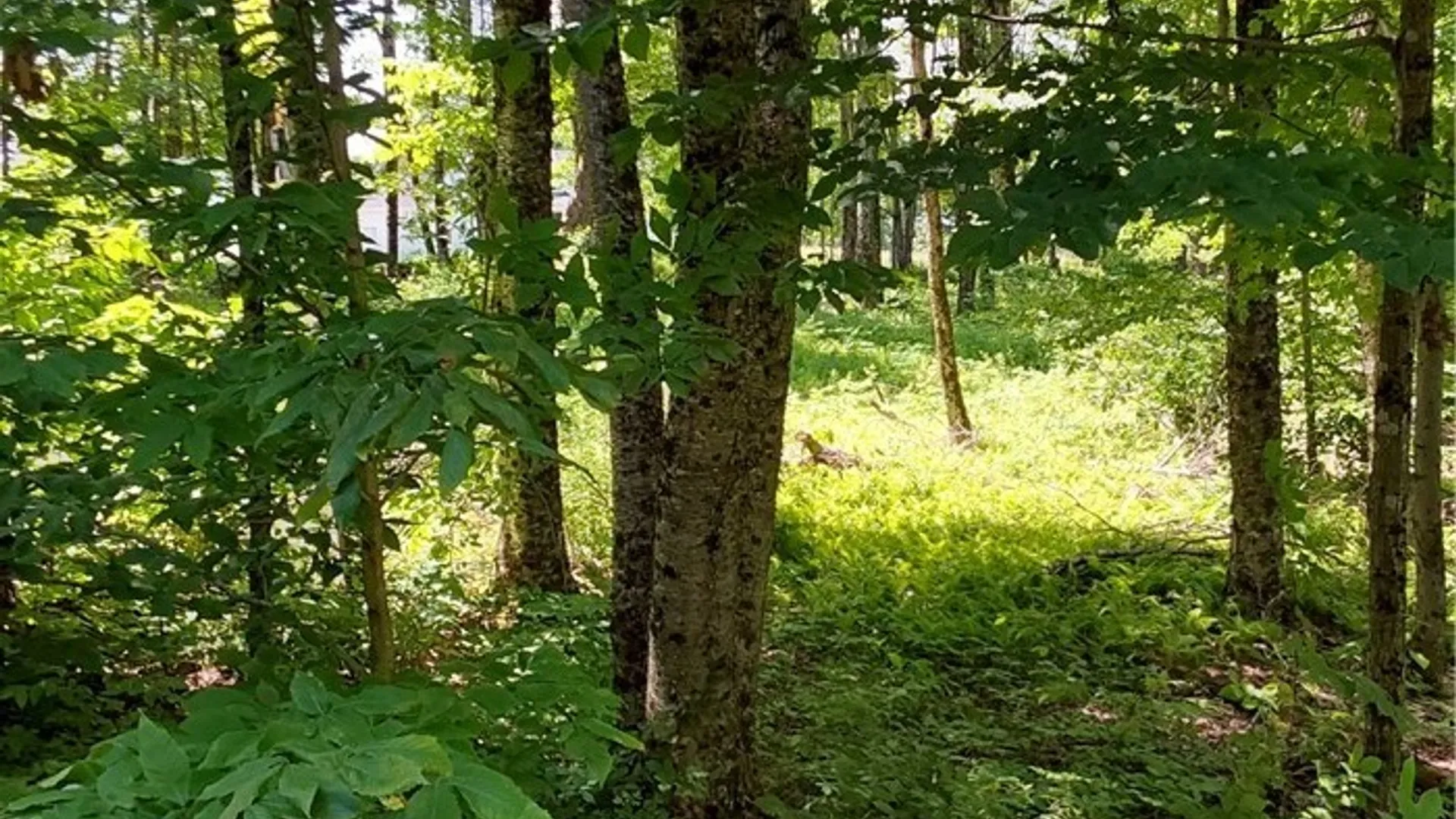 Property at 1273 Newport Gray Road Road, Norway, NY 13416 25