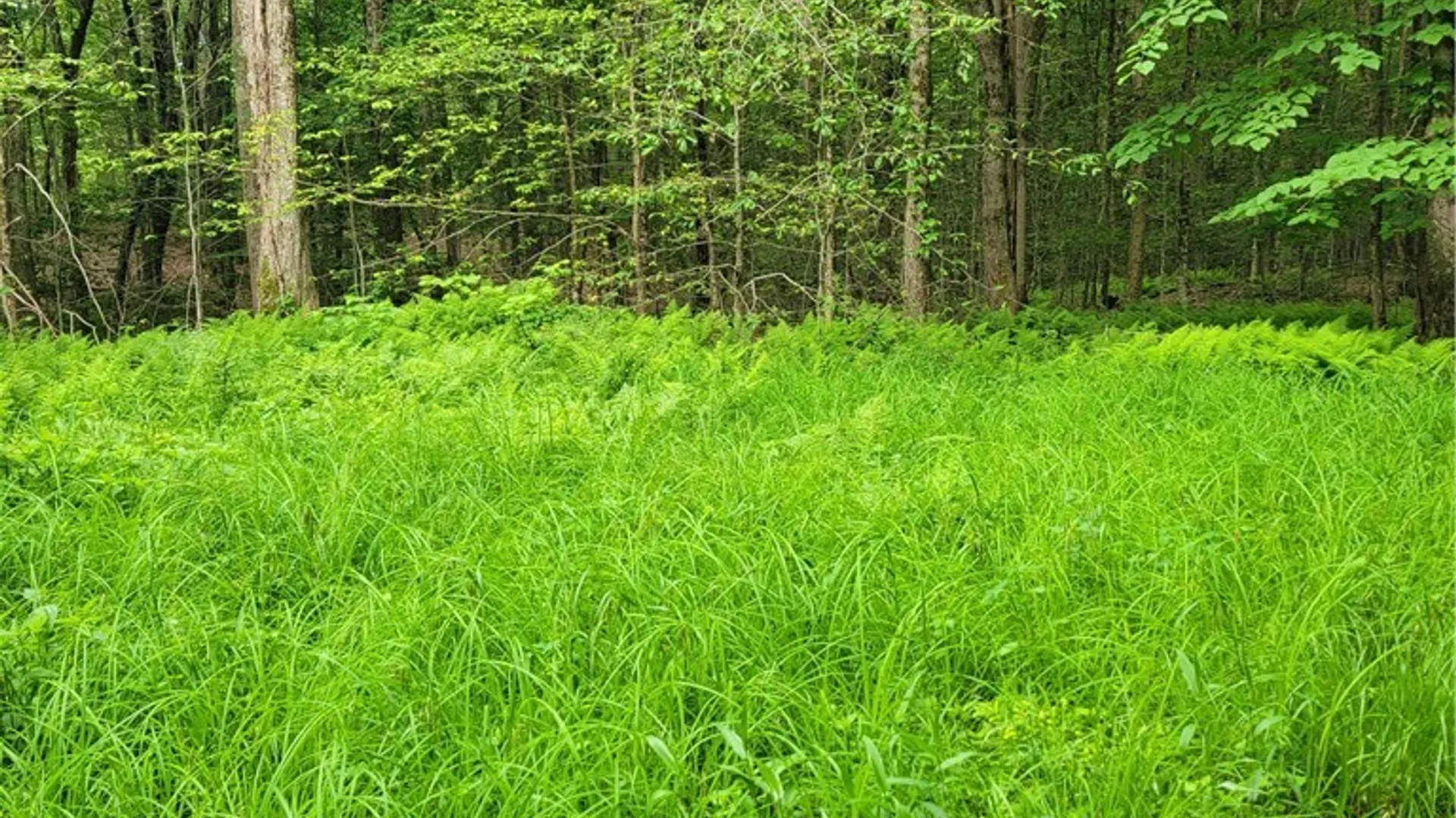 Property at Keppy Carr Road, Amboy, NY 13493 10