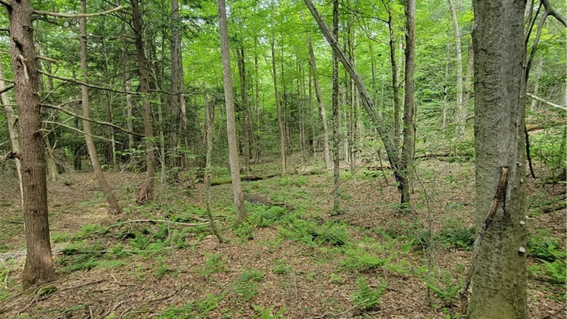 Property at Keppy Carr Road, Amboy, NY 13493 11