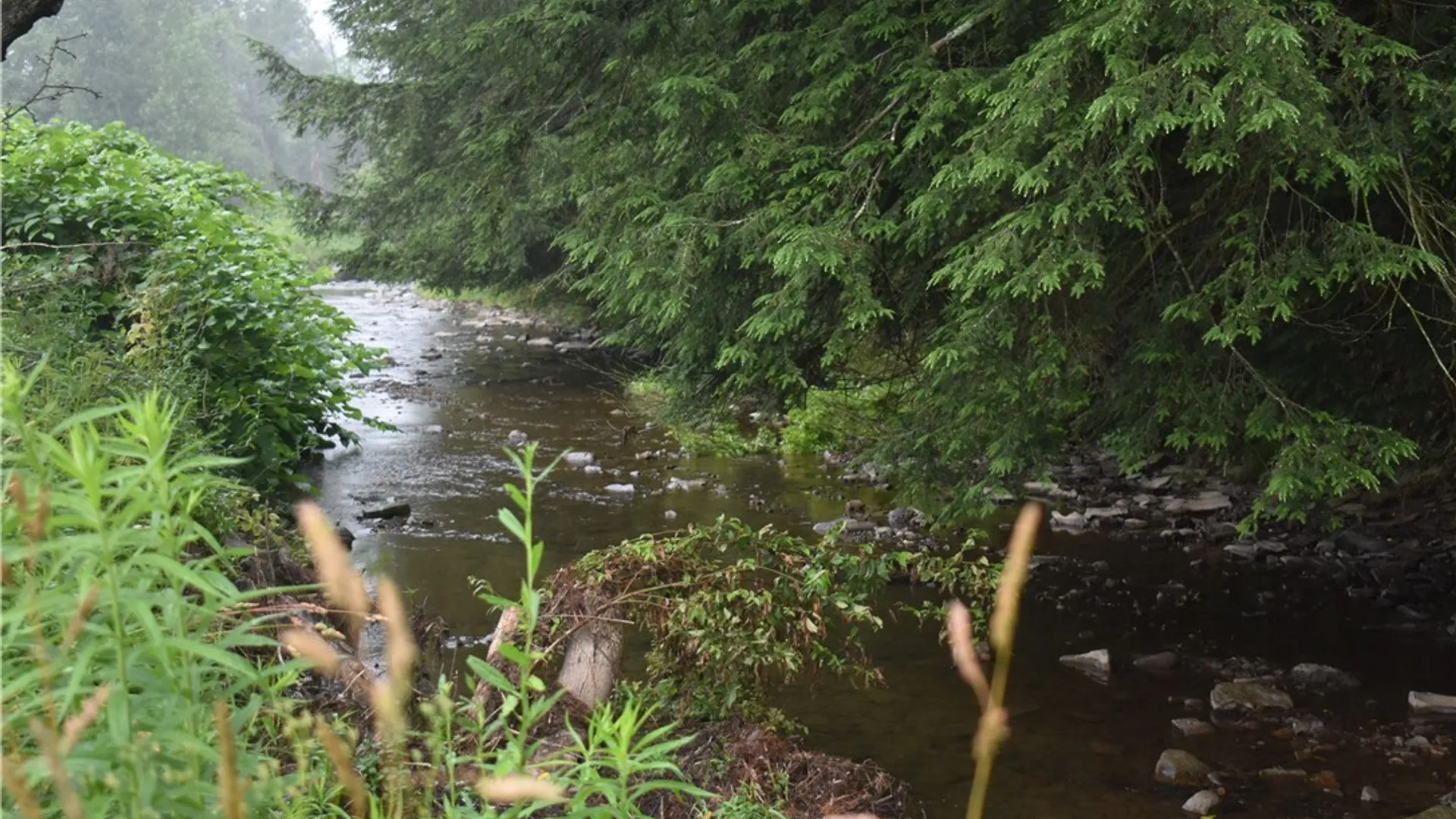Property at 8787 Route 242, Little Valley, NY 14755 9