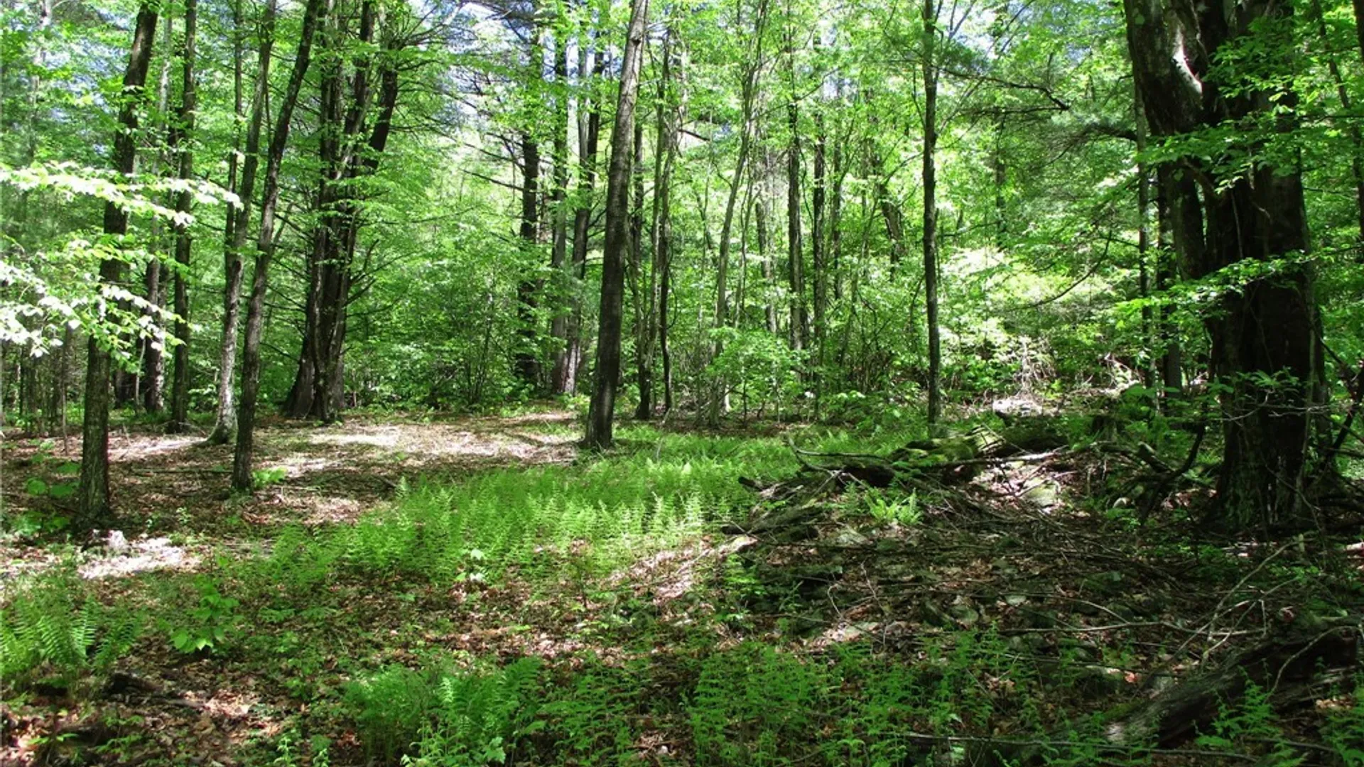 Property at Yankee Road, Ischua, NY 14743 19