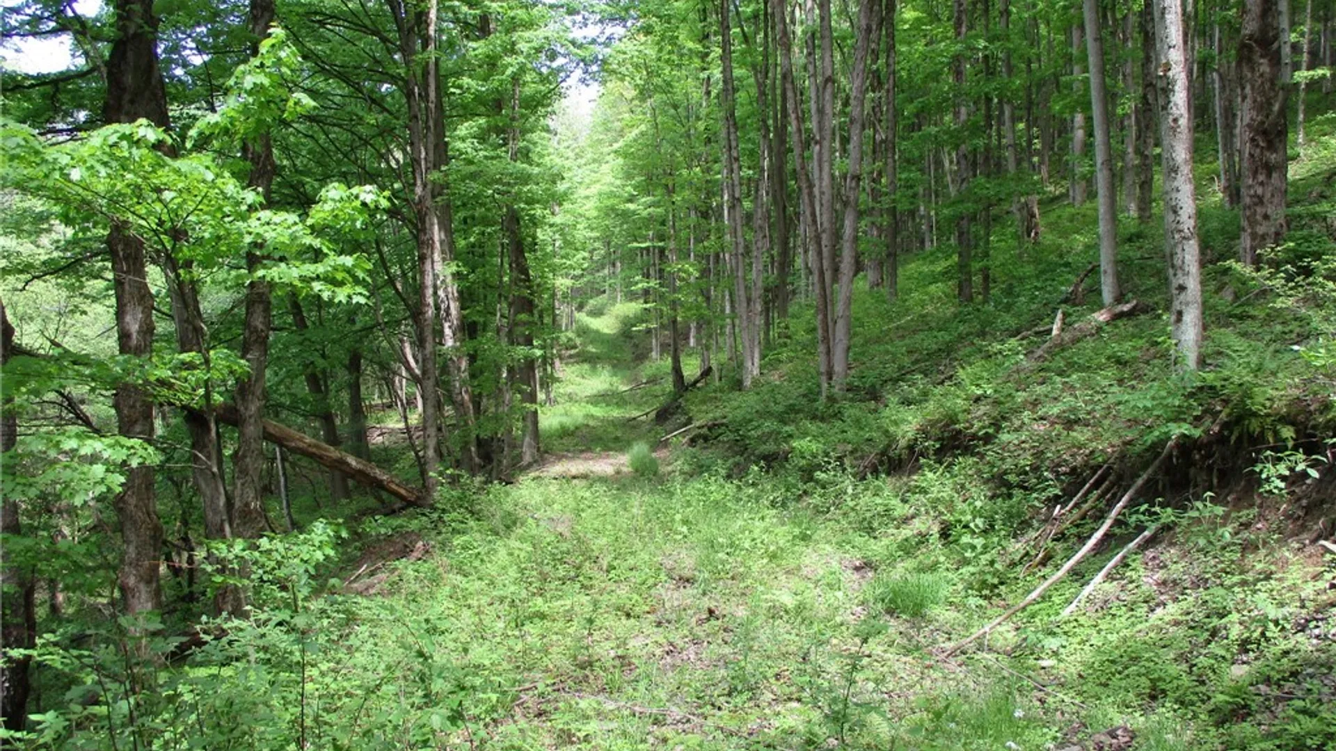 Property at Yankee Road, Ischua, NY 14743 27
