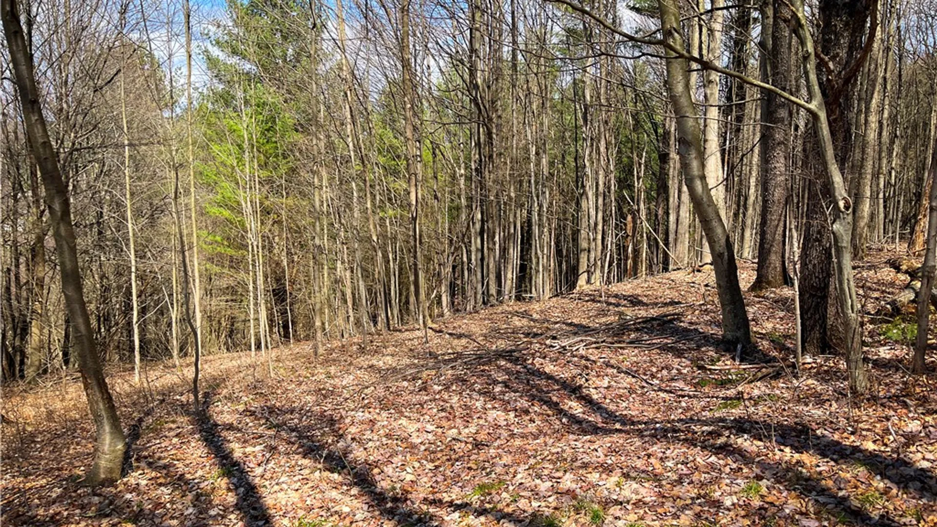 Property at 284 Spencer Road, Spencer, NY 14883 34