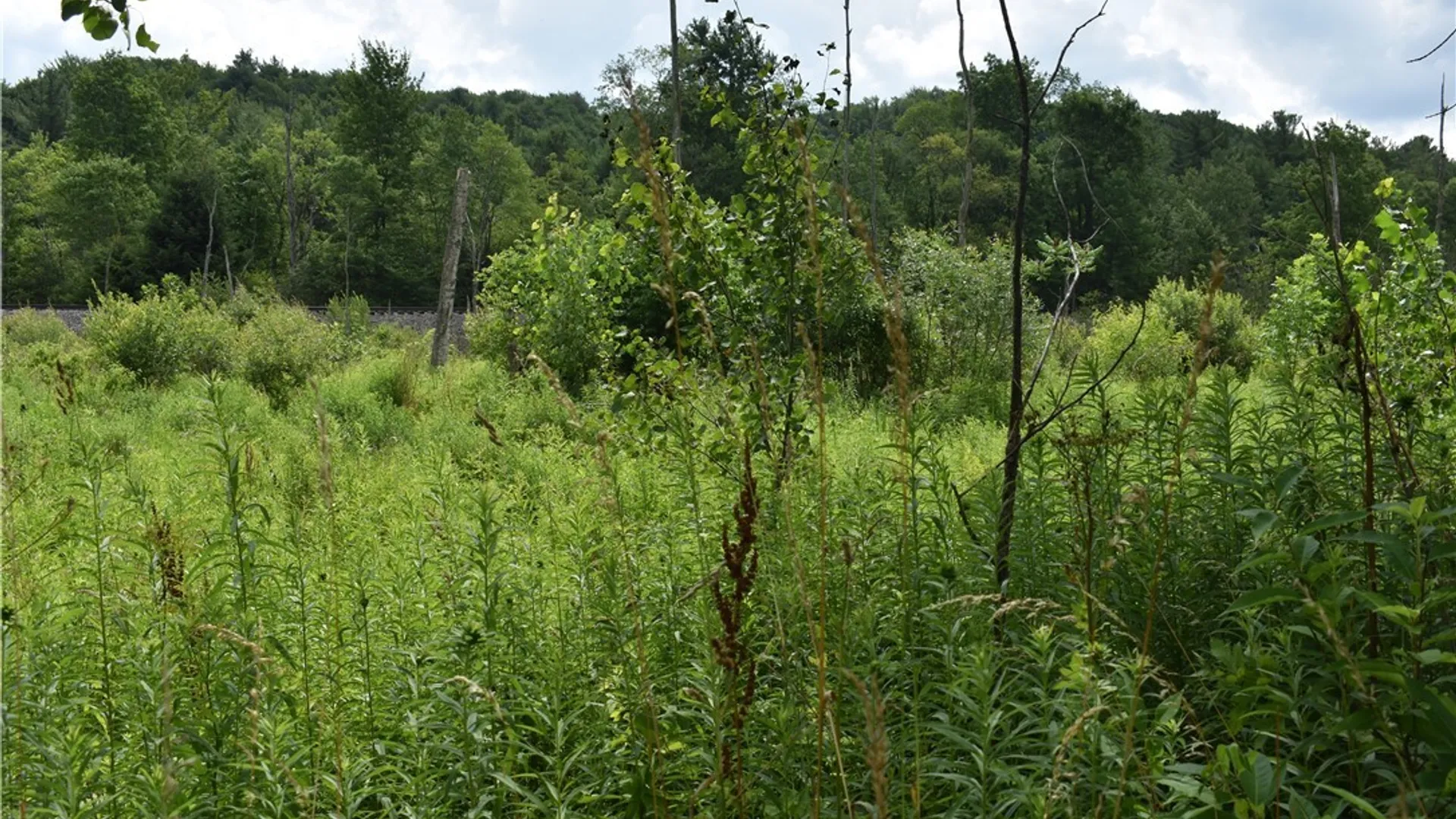 Property at 10568 Rt-16, Yorkshire, NY 14030 6