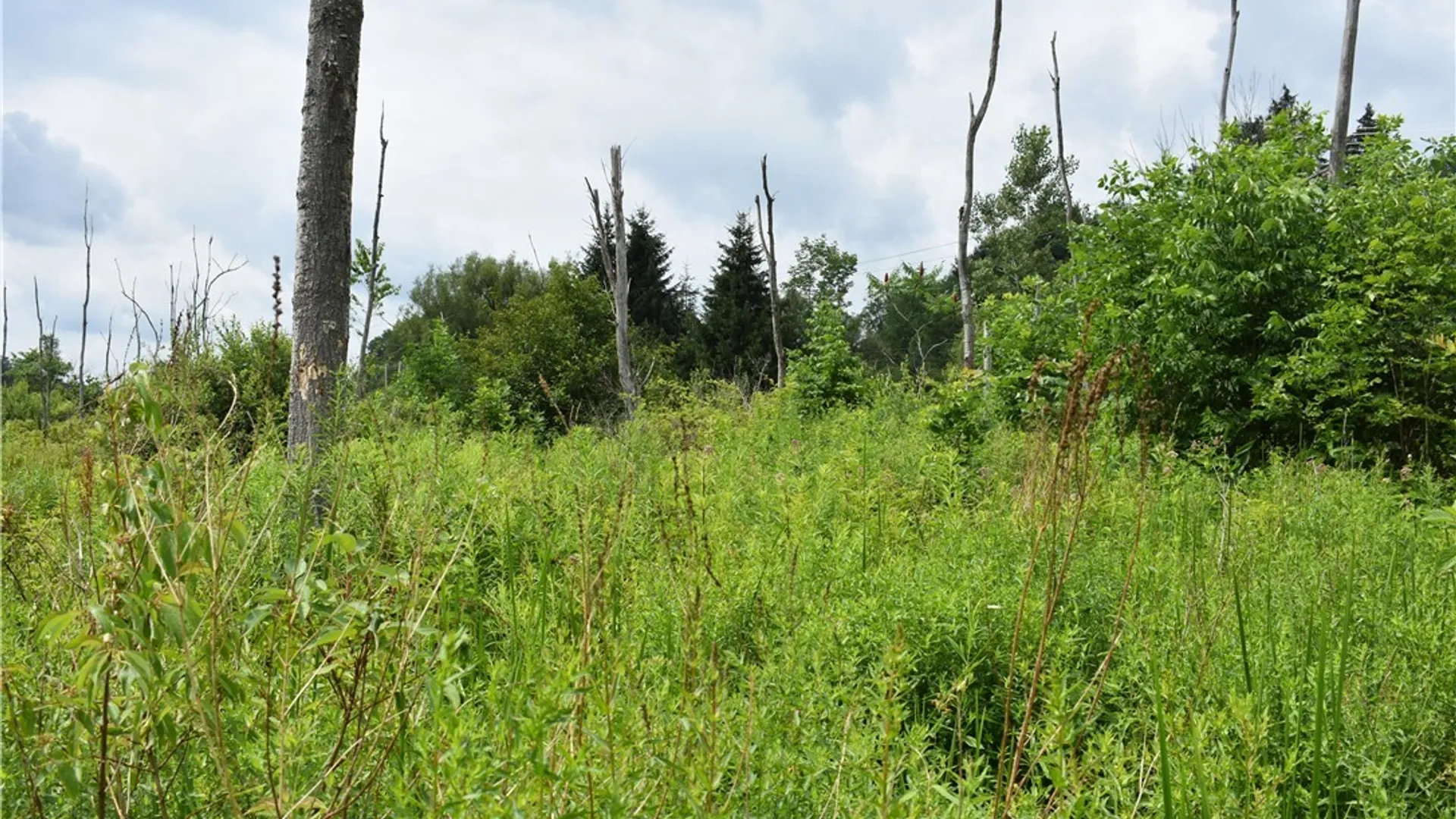 Property at 10568 Rt-16, Yorkshire, NY 14030 8