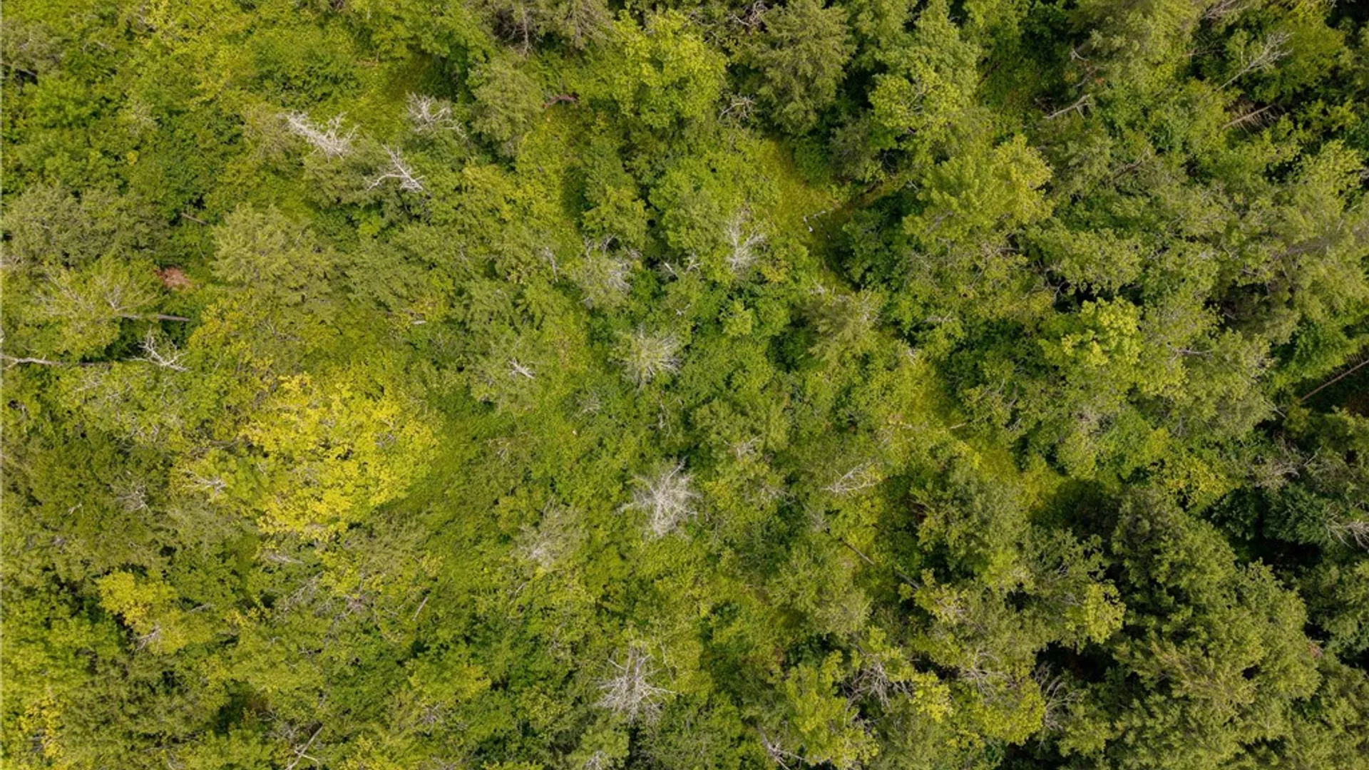 Property at Sheff Road, New Berlin, NY 13843 19