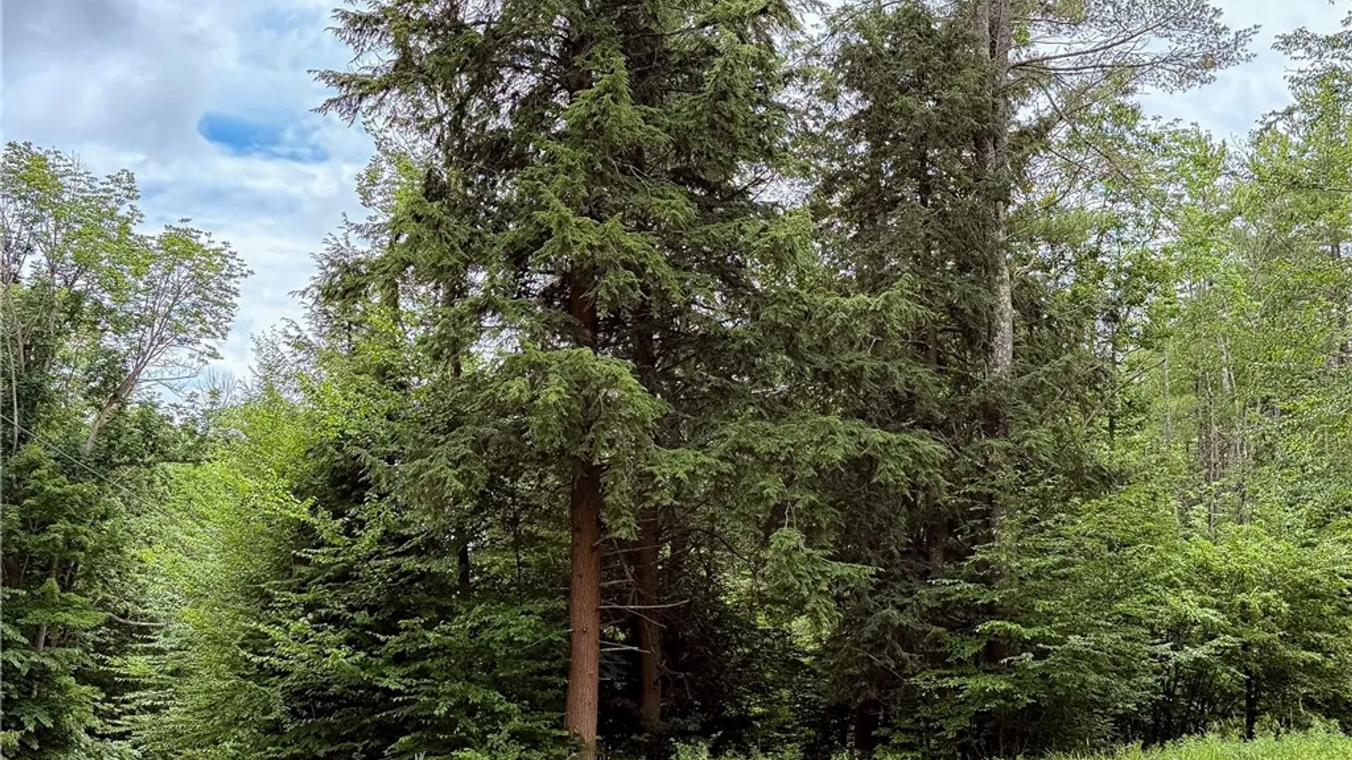 Property at Sheff Road, New Berlin, NY 13843 31