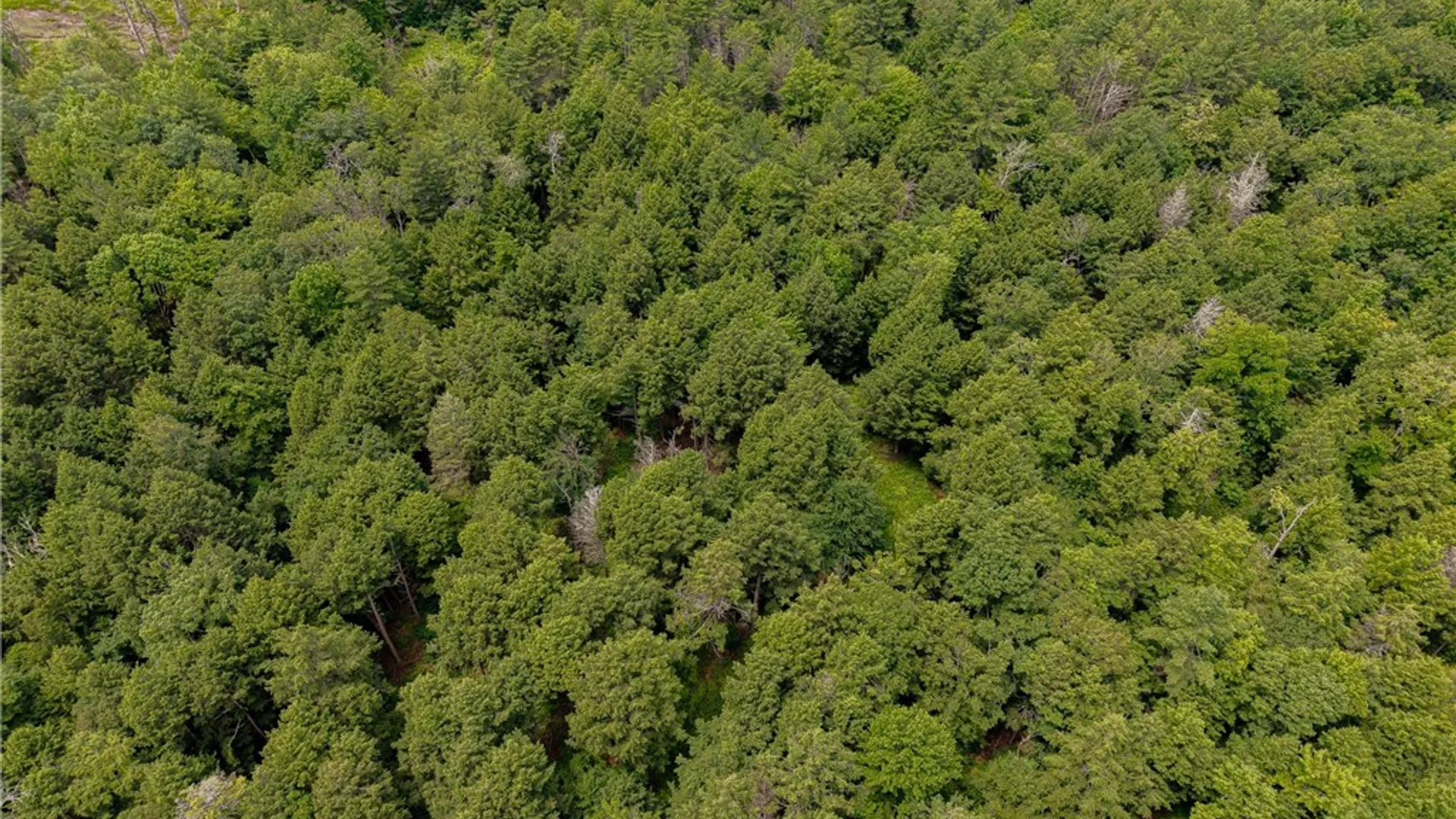 Property at Sheff Road, New Berlin, NY 13843 6