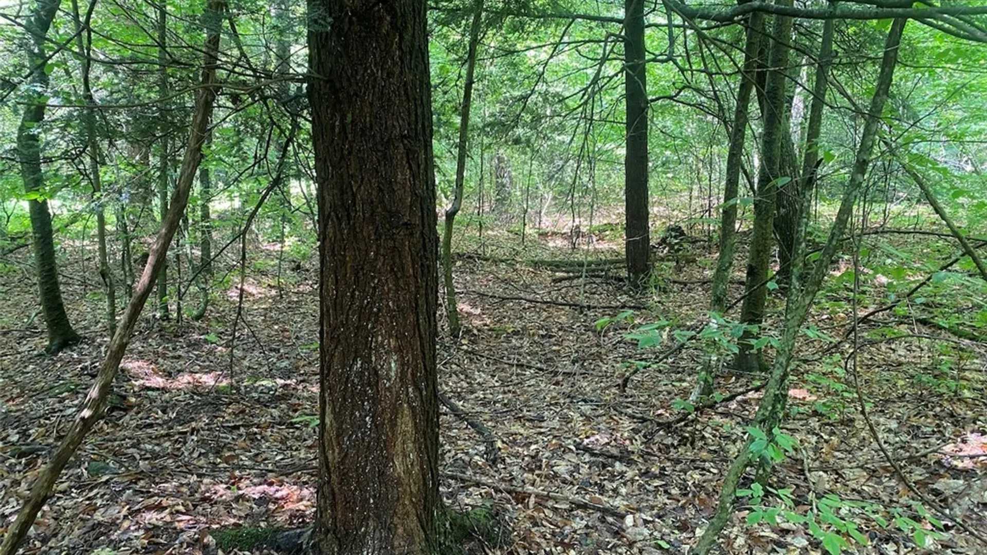 Property at Cr-38, Alma, NY 14708 13