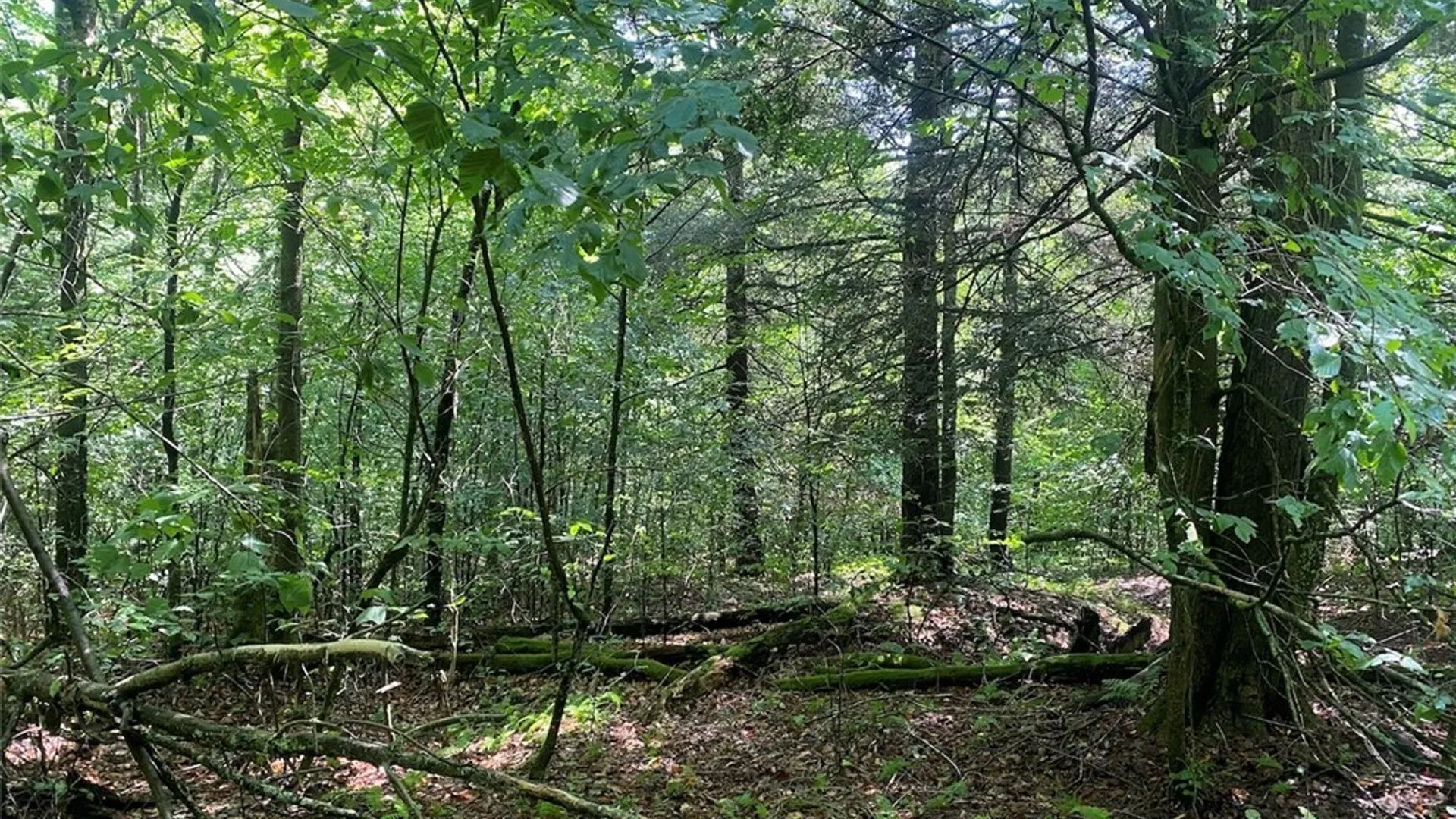 Property at Cr-38, Alma, NY 14708 14