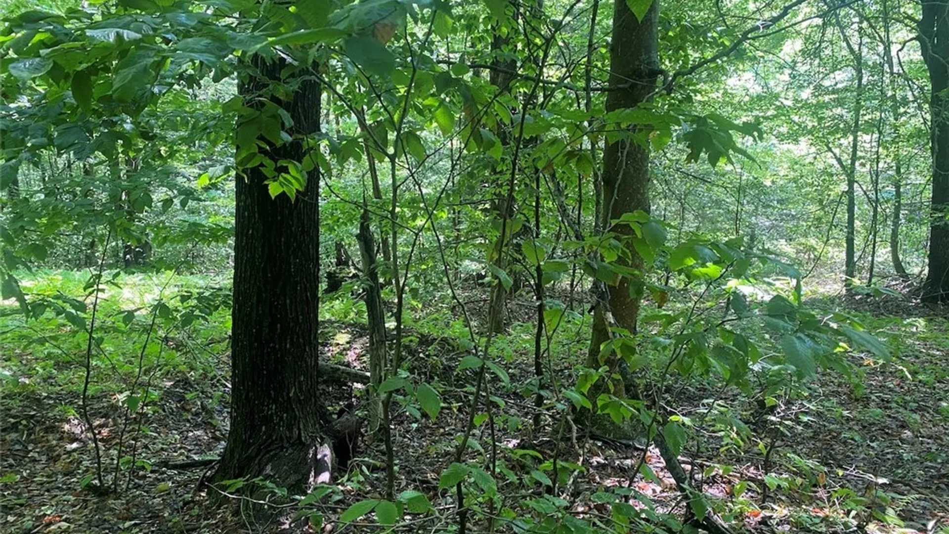 Property at Cr-38, Alma, NY 14708 15