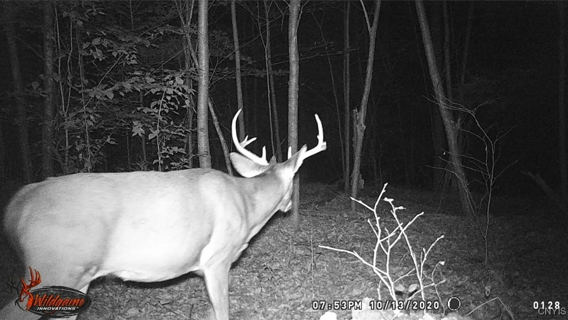 Property at Cr-38, Alma, NY 14708 16