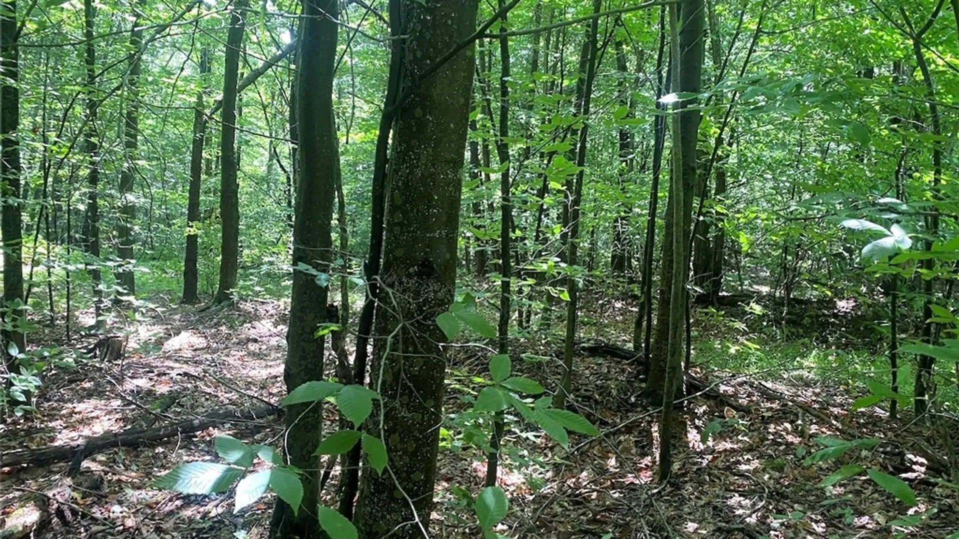 Property at Cr-38, Alma, NY 14708 17