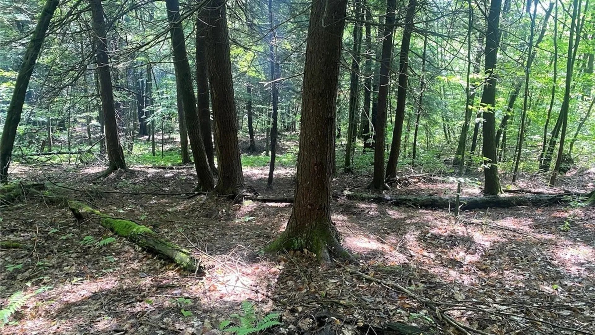 Property at Cr-38, Alma, NY 14708 18