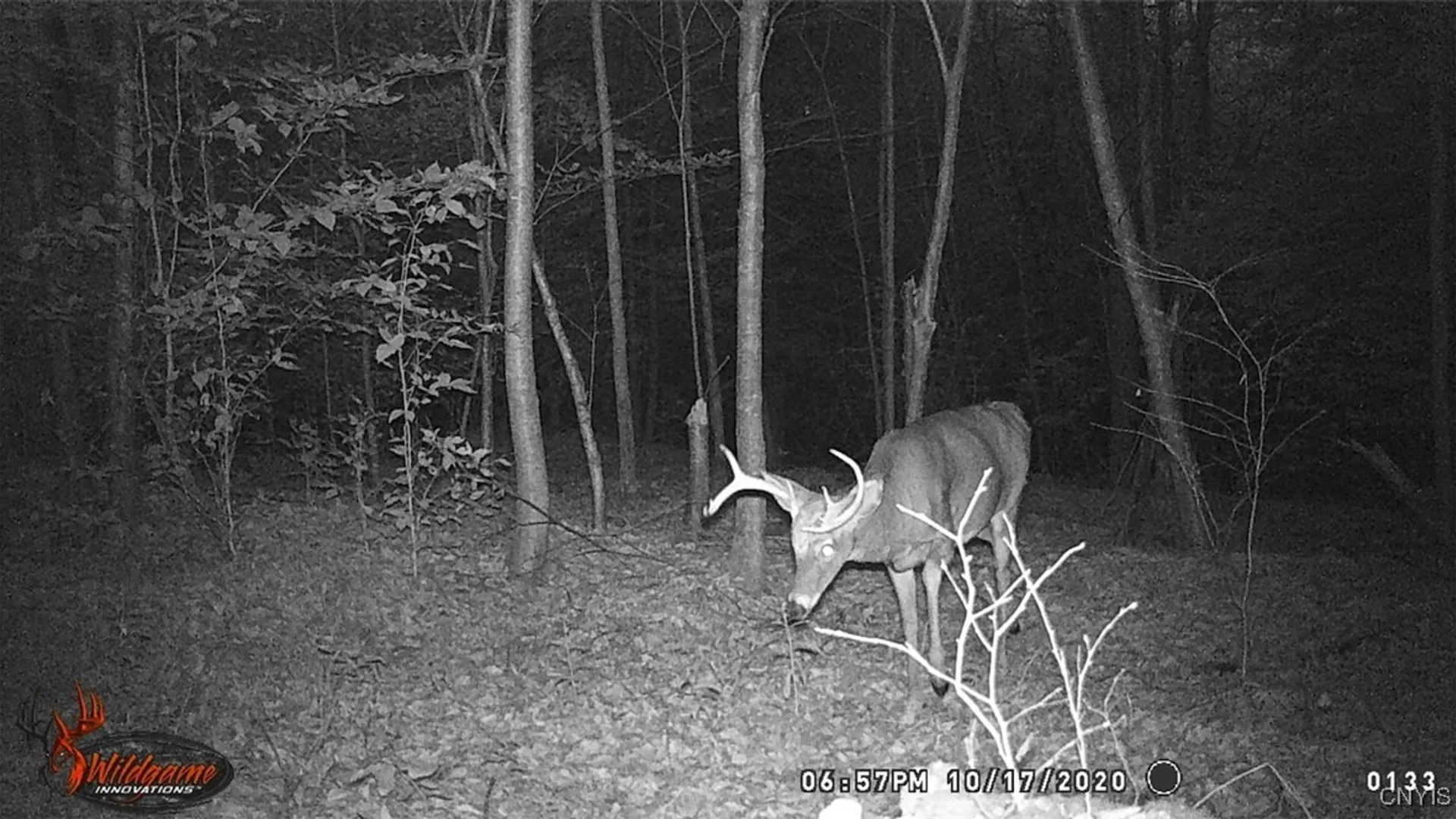 Property at Cr-38, Alma, NY 14708 21