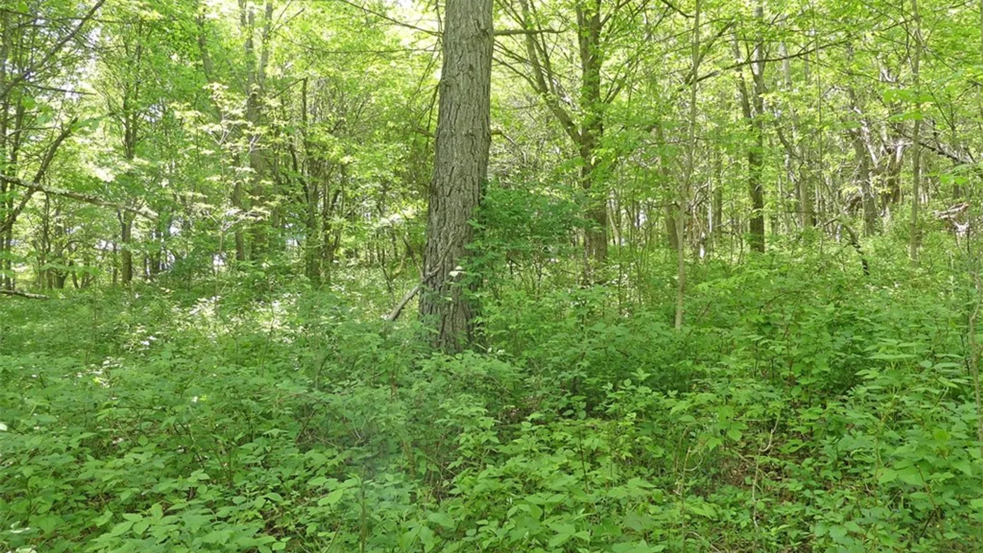 Property at Lots 11 & 12 Carpino Road, Andes, NY 13731 10