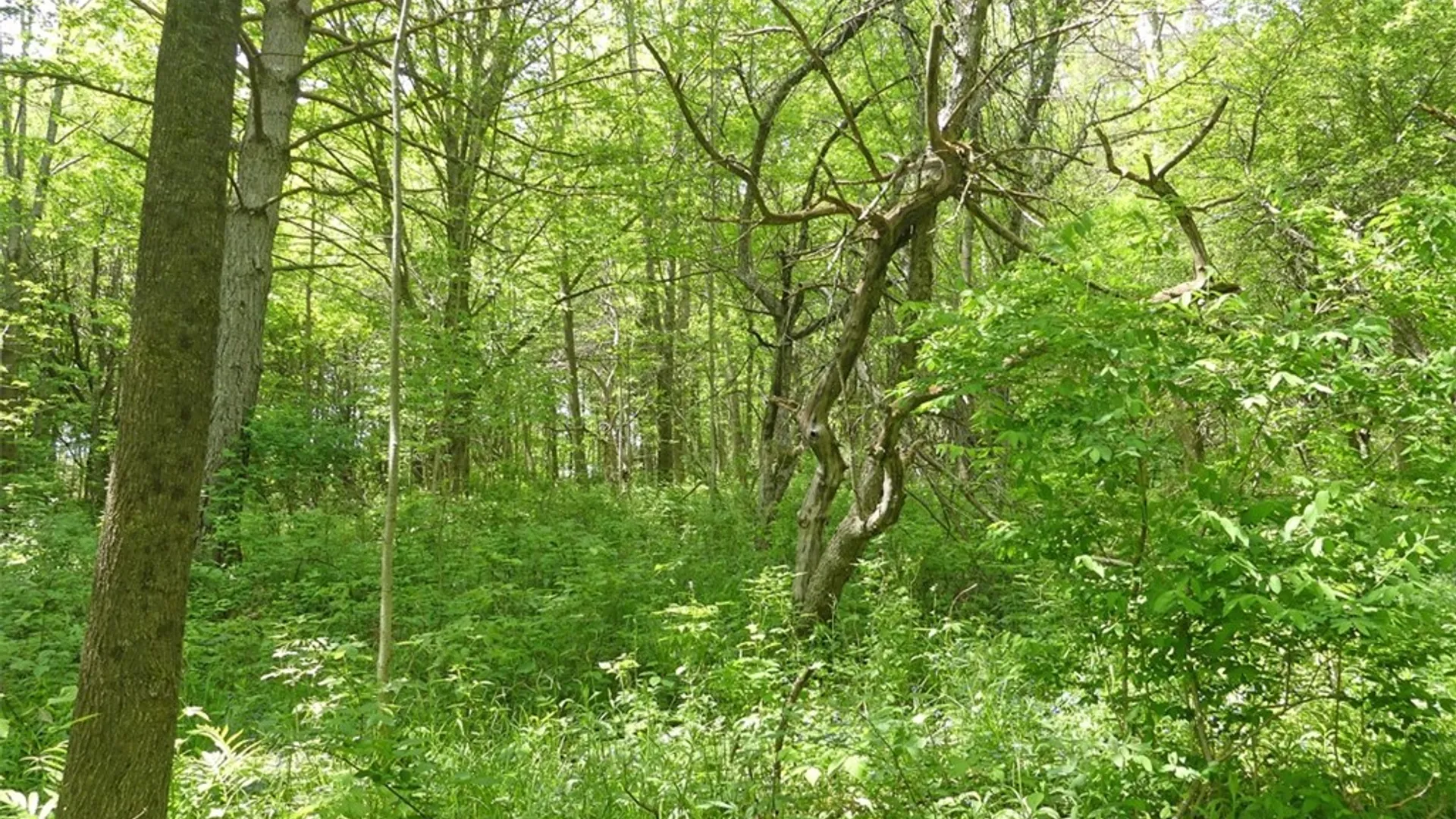 Property at Lots 11 & 12 Carpino Road, Andes, NY 13731 12