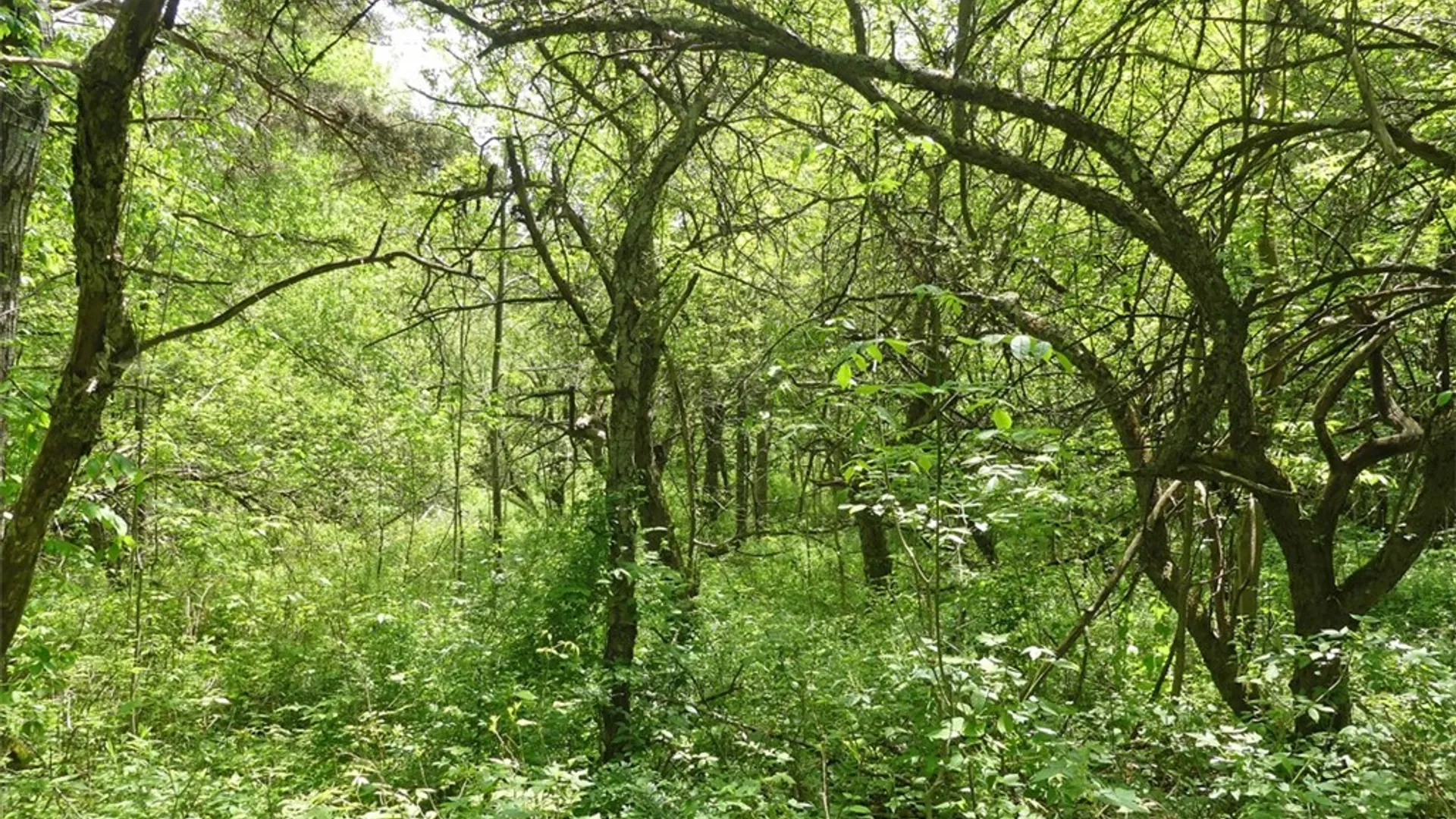 Property at Lots 11 & 12 Carpino Road, Andes, NY 13731 13