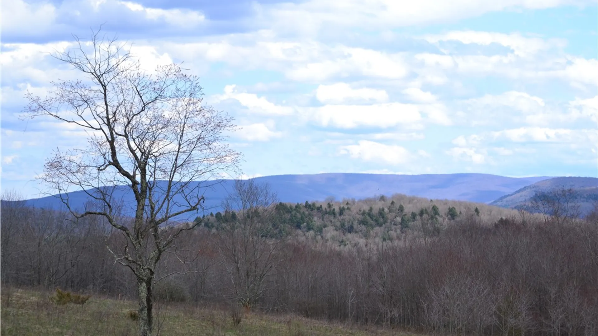 Property at Lots 11 & 12 Carpino Road, Andes, NY 13731 16