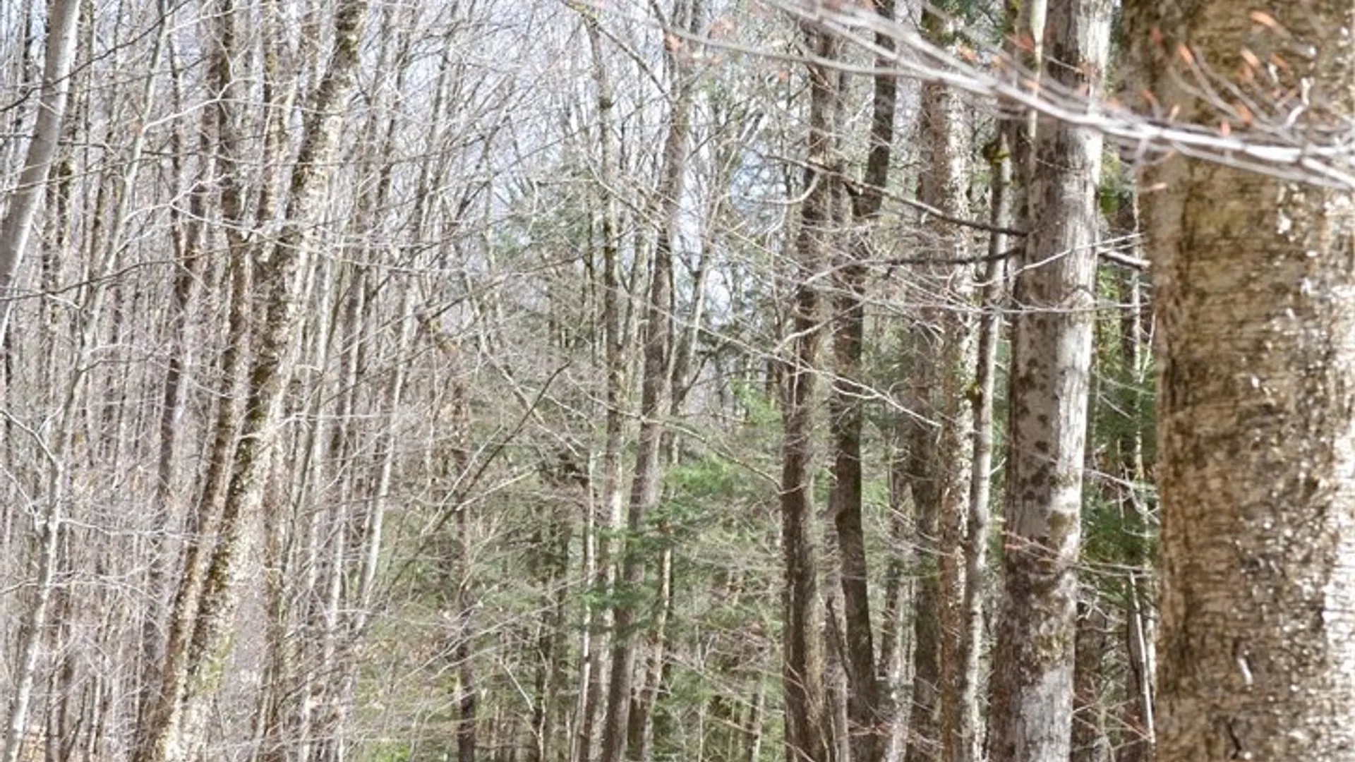Property at Lots 11 & 12 Carpino Road, Andes, NY 13731 3