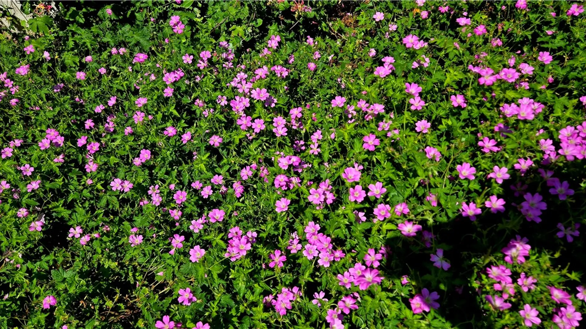 Property at 109 Westkill Road, Jefferson, NY 12093 30