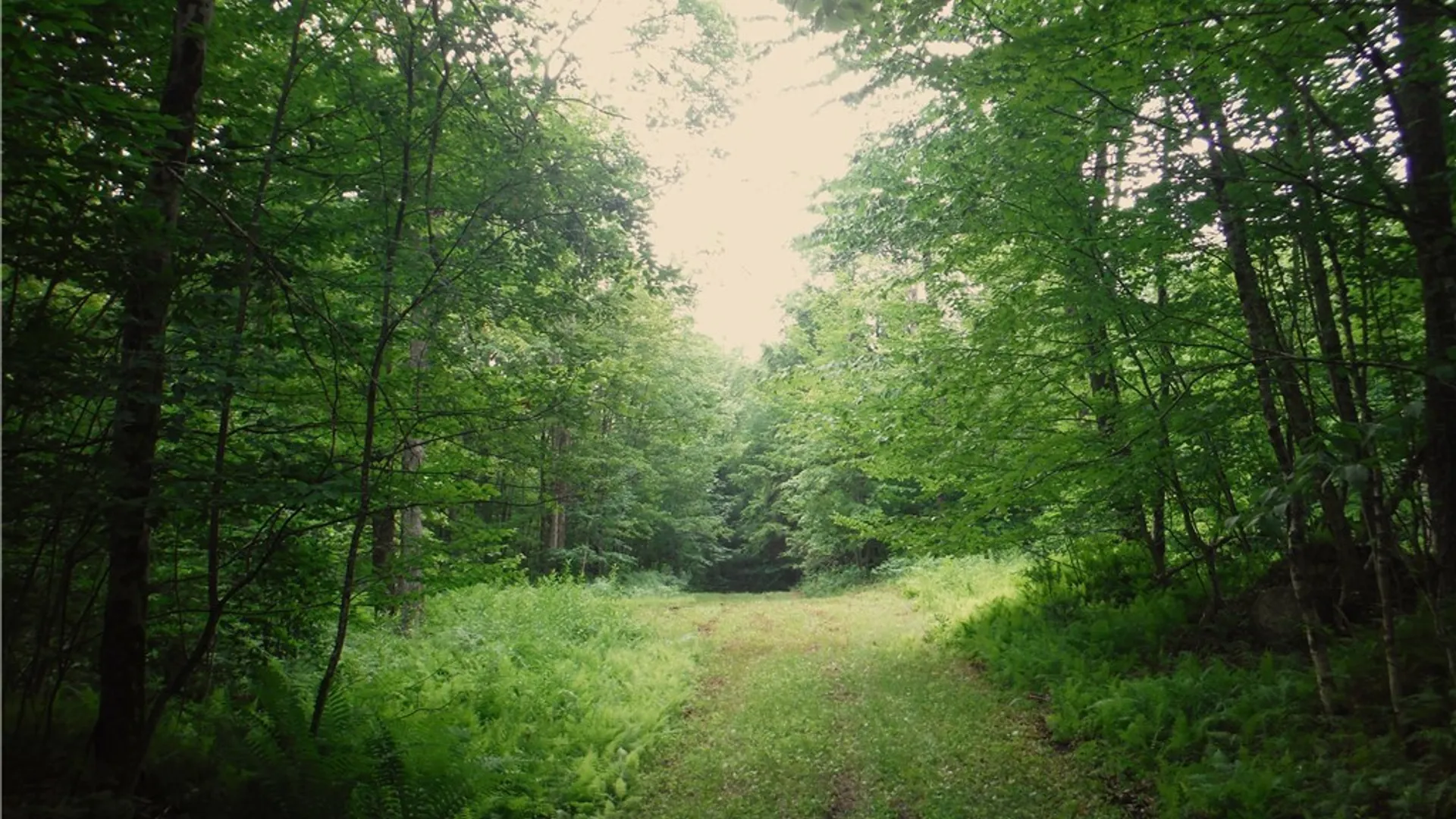 Property at 00 Barnes Road, Forestport, NY 13338 9