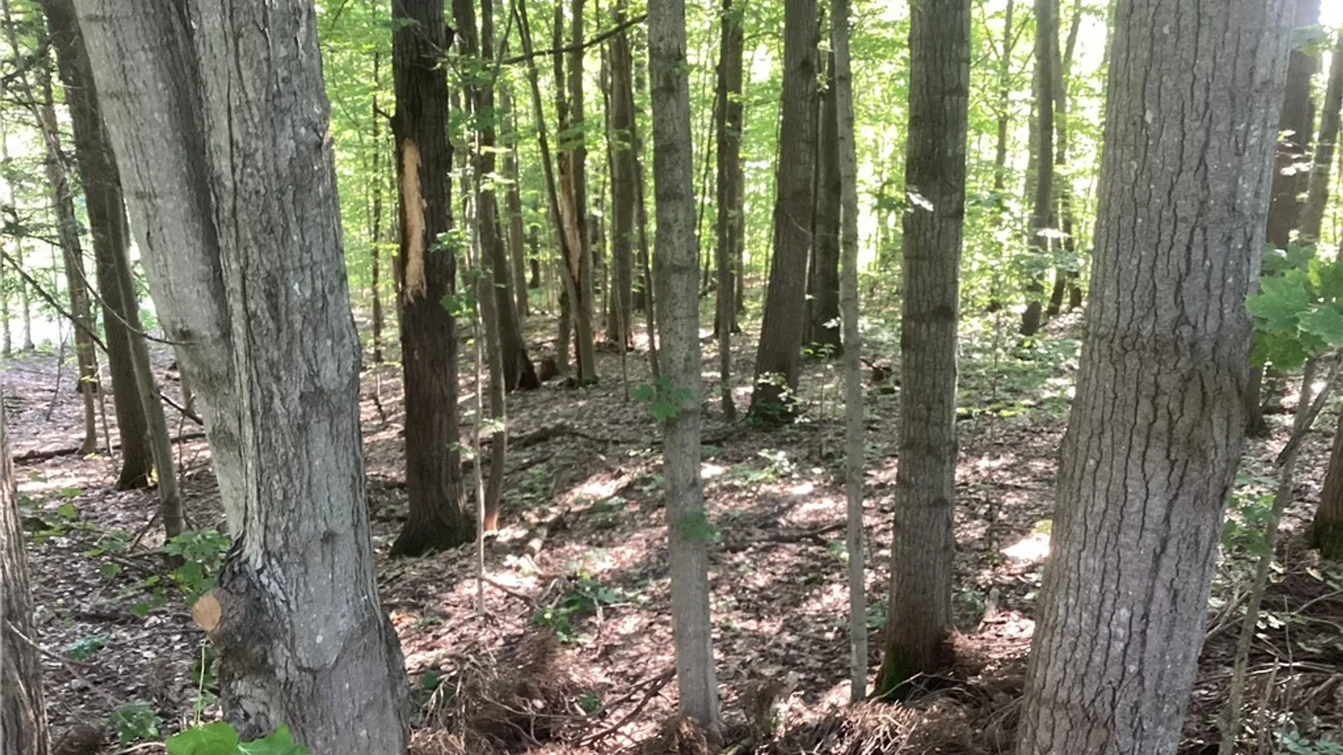 Property at Smith Hill Road, Deerfield, NY 13502 2