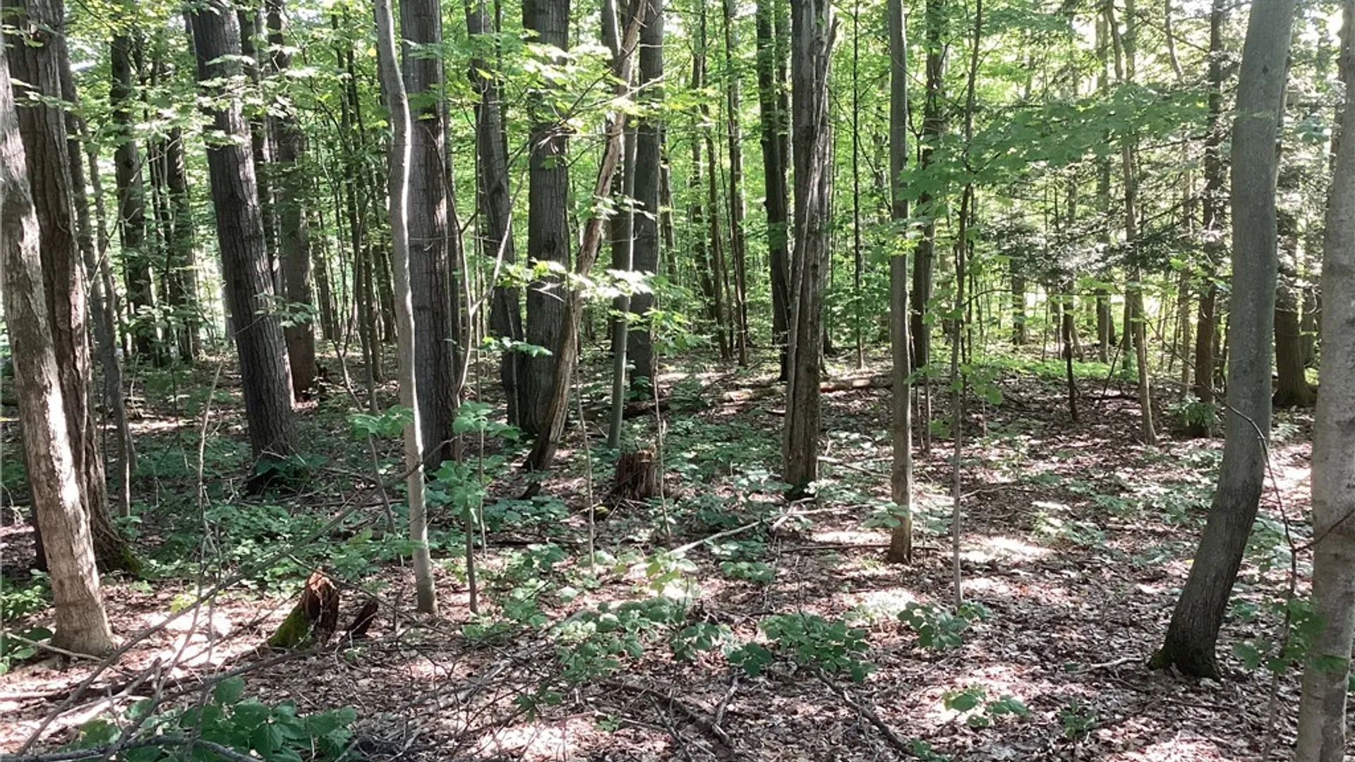 Property at Smith Hill Road, Deerfield, NY 13502 3