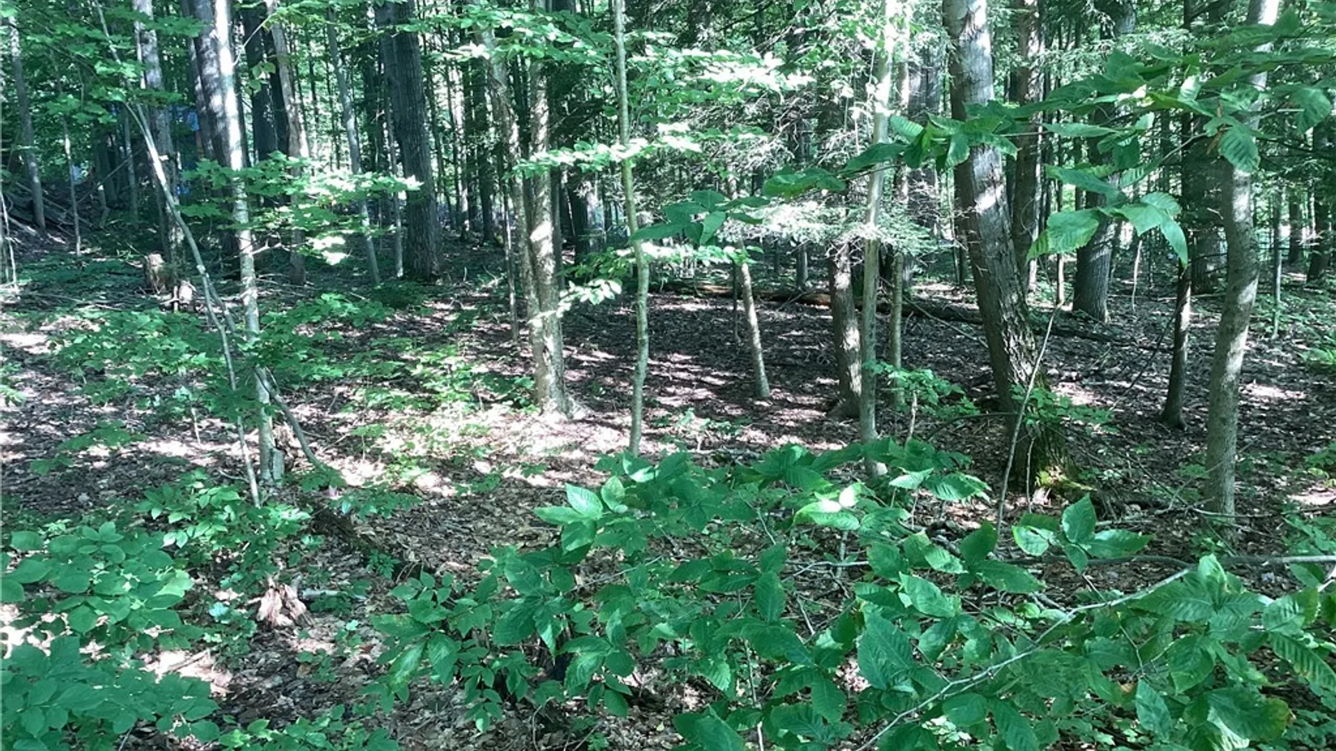 Property at Smith Hill Road, Deerfield, NY 13502 4