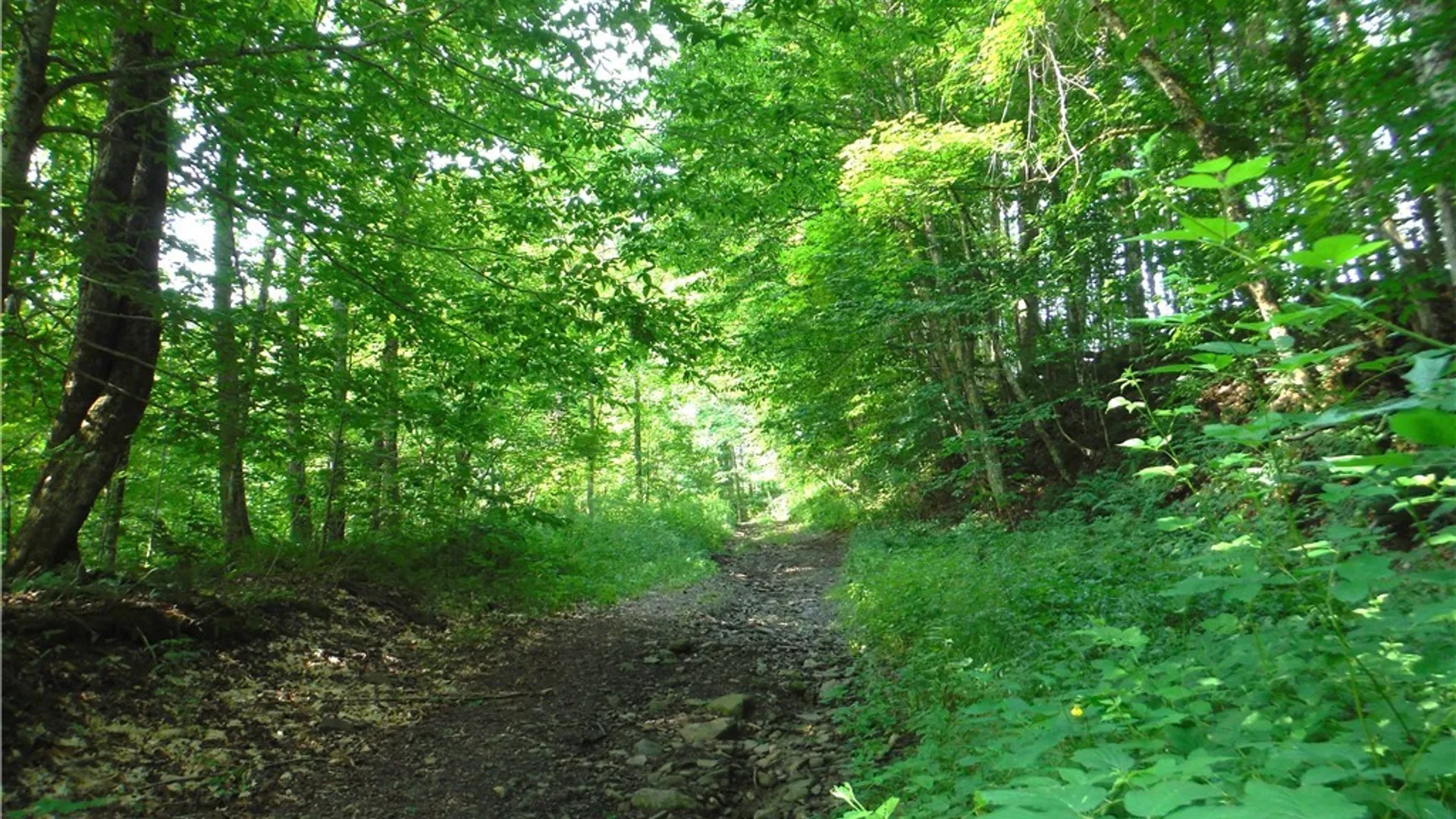 Property at 5500 Crofoot Hill Road, West Turin, NY 13325 35