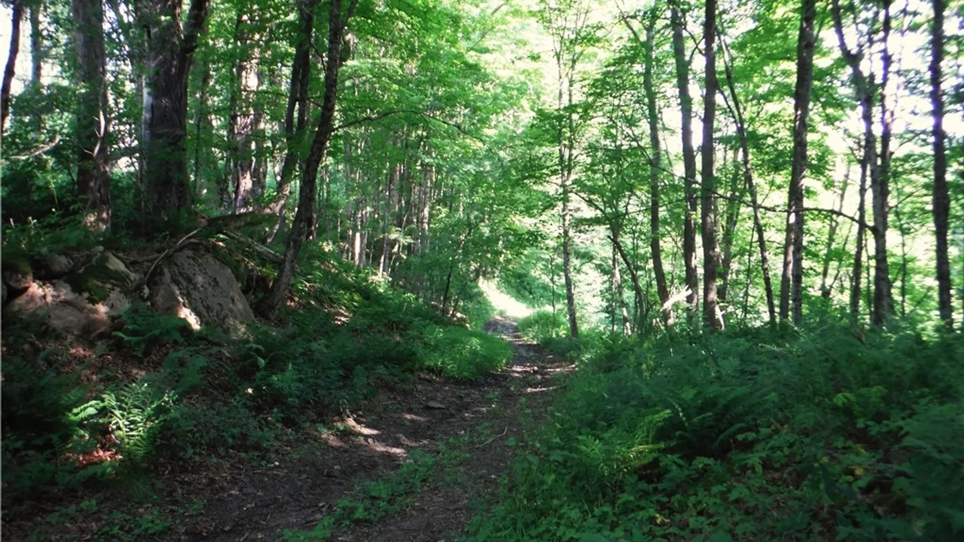 Property at 5500 Crofoot Hill Road, West Turin, NY 13325 39