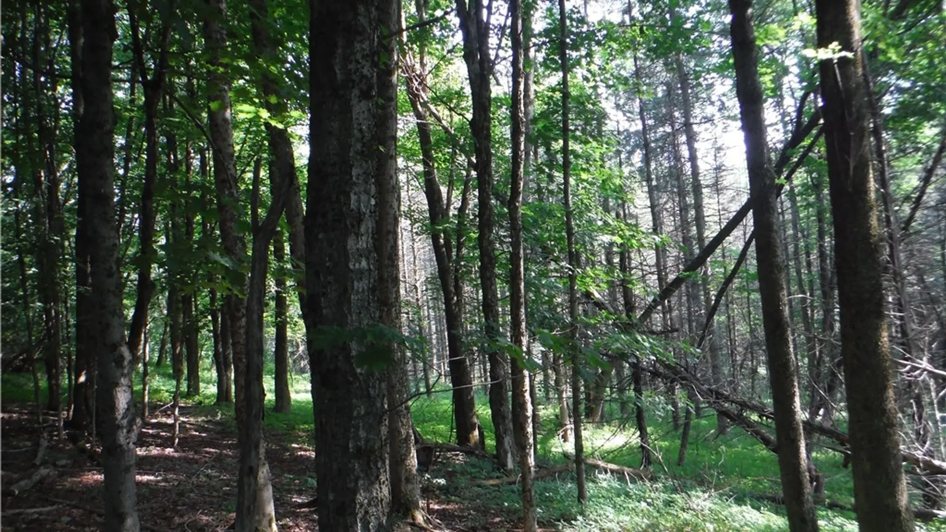 Property at 5500 Crofoot Hill Road, West Turin, NY 13325 40