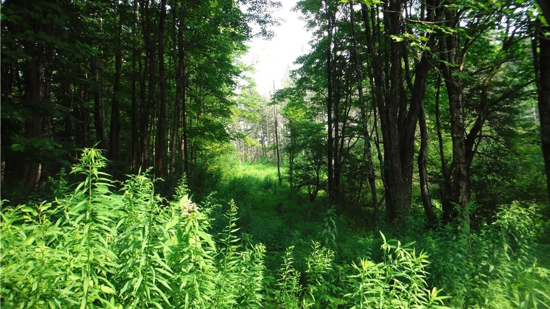 Property at 5500 Crofoot Hill Road, West Turin, NY 13325 42