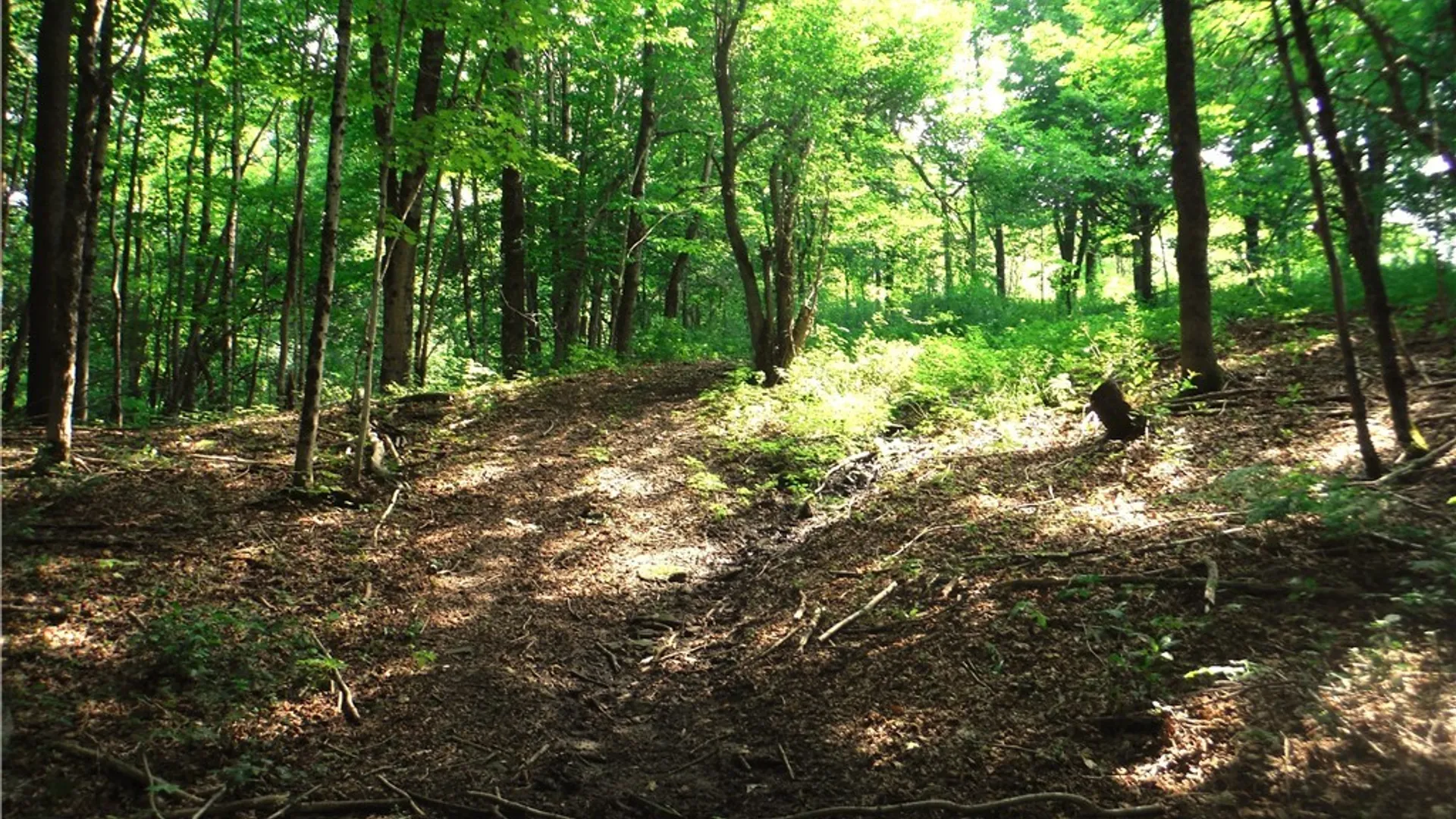 Property at 5500 Crofoot Hill Road, West Turin, NY 13325 45