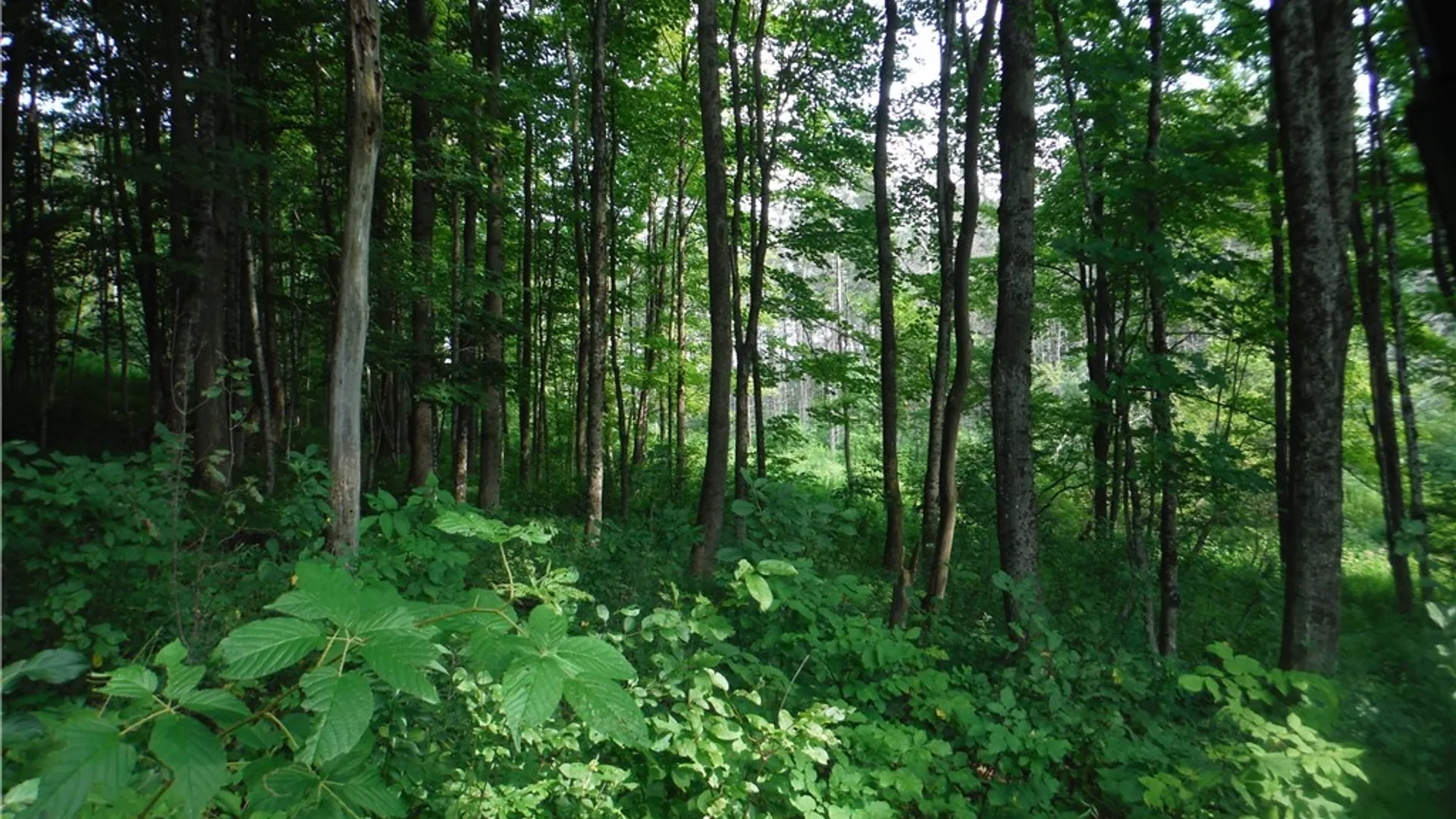 Property at 5500 Crofoot Hill Road, West Turin, NY 13325 46