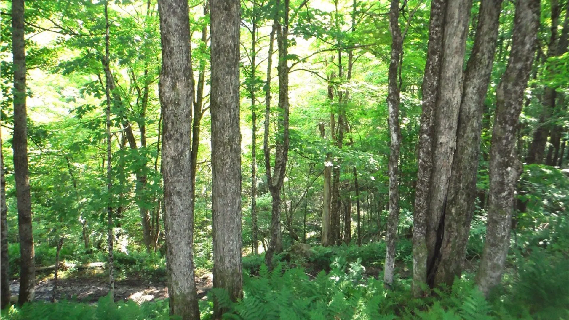 Property at 5500 Crofoot Hill Road, West Turin, NY 13325 47