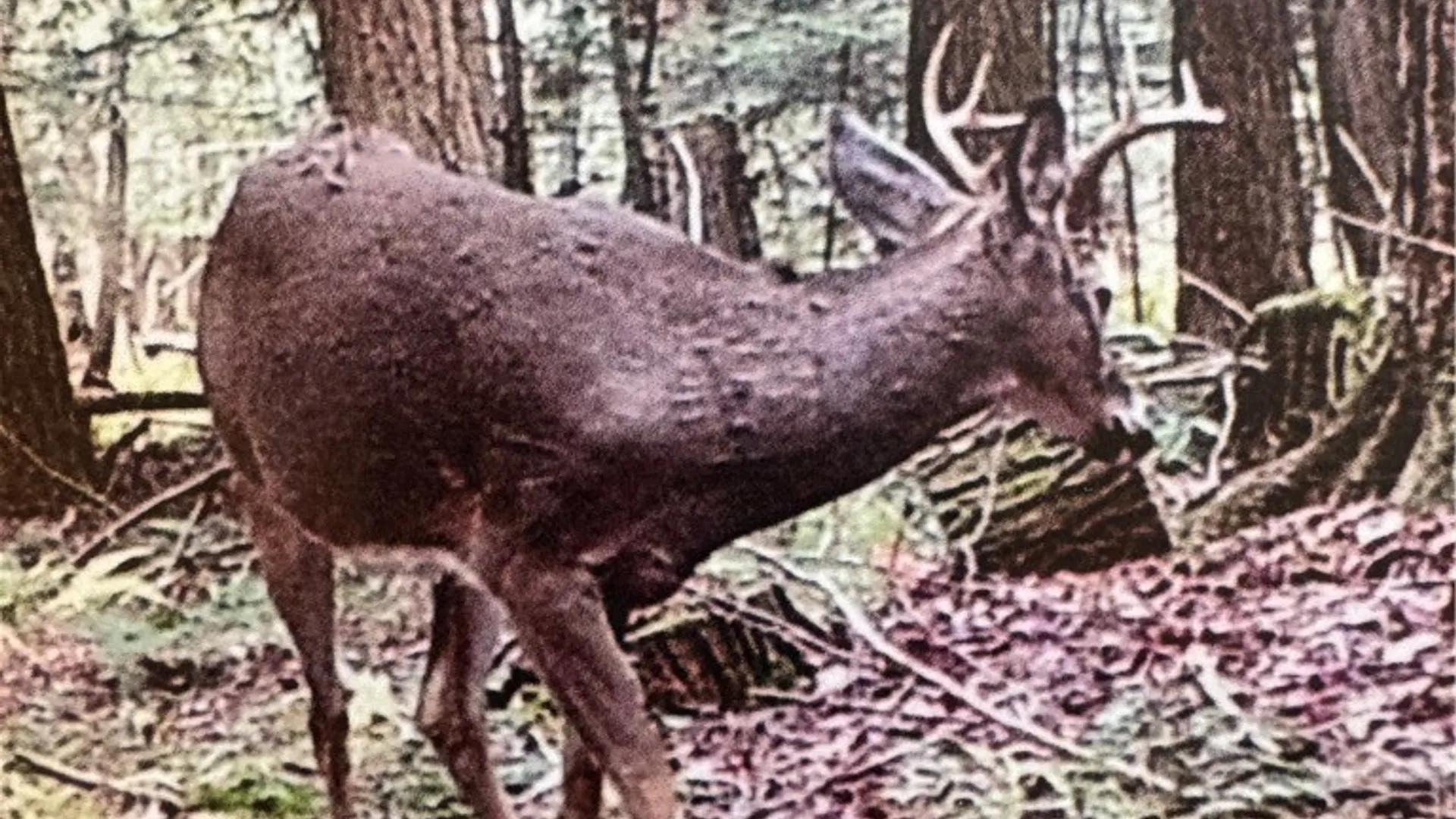 Property at 4380 State Highway 80, Columbus, NY 13460 28