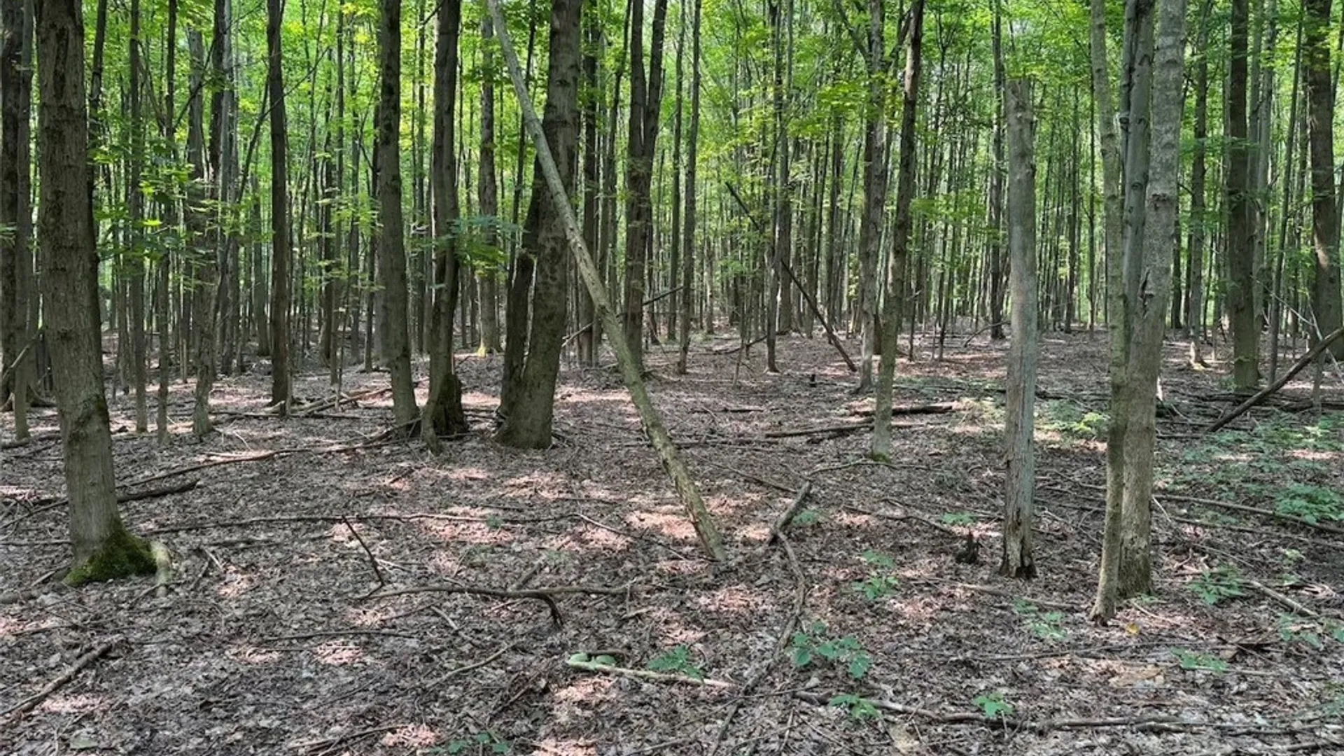 Property at Allen Road, Sardinia, NY 14055 10