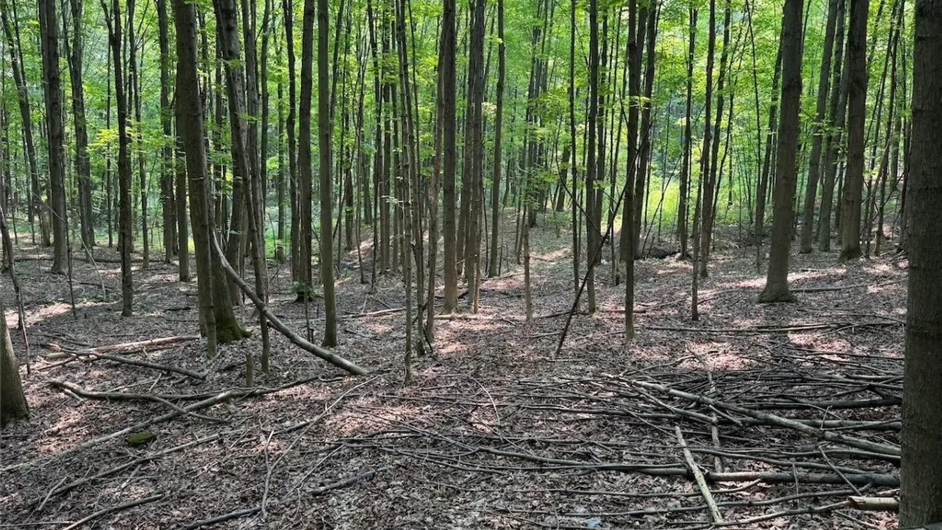 Property at Allen Road, Sardinia, NY 14055 12