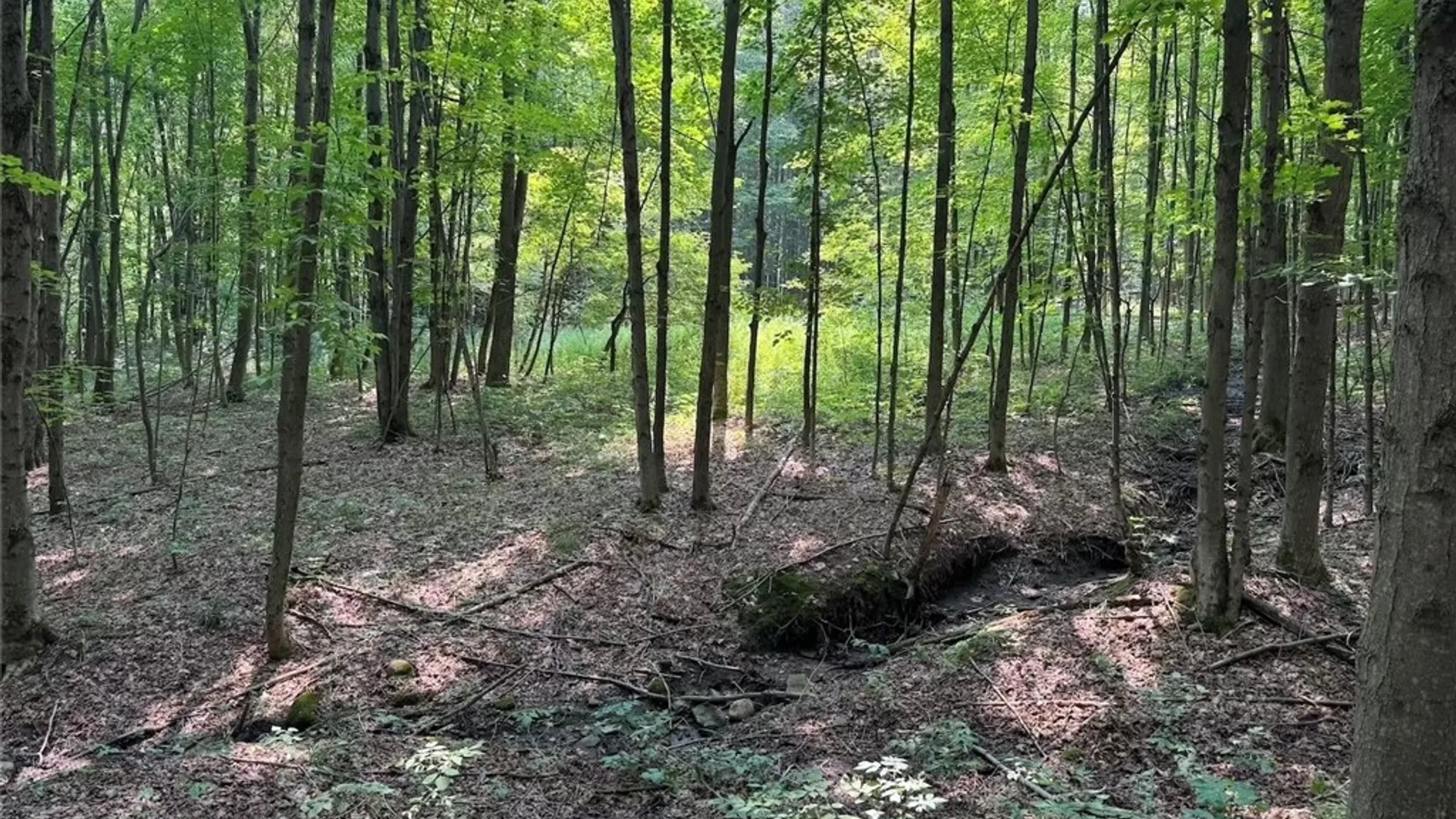 Property at Allen Road, Sardinia, NY 14055 13