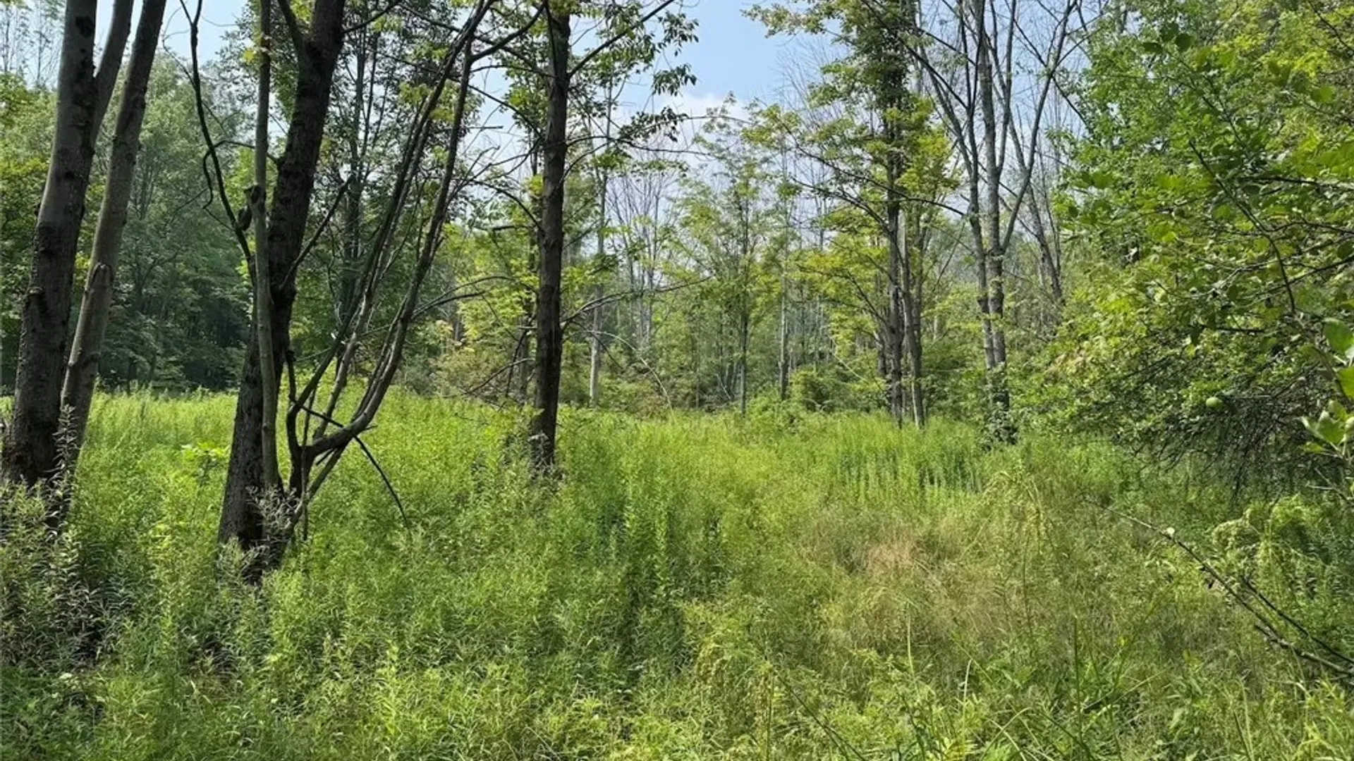 Property at Allen Road, Sardinia, NY 14055 16