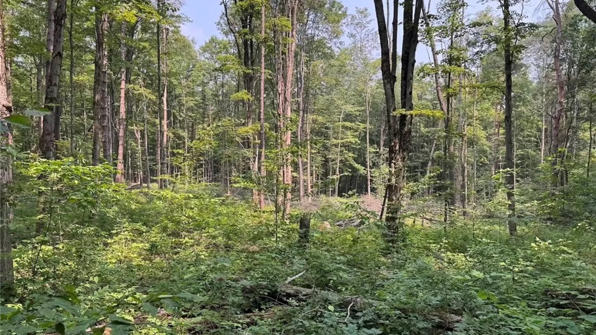 Property at Allen Road, Sardinia, NY 14055 22