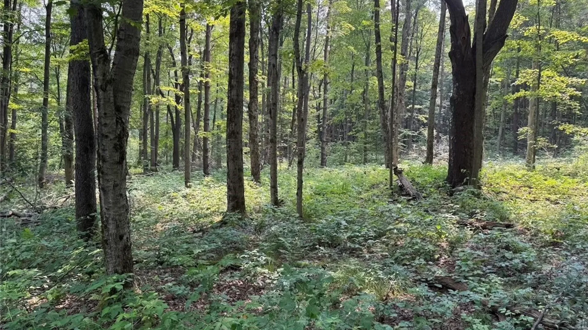 Property at Allen Road, Sardinia, NY 14055 23