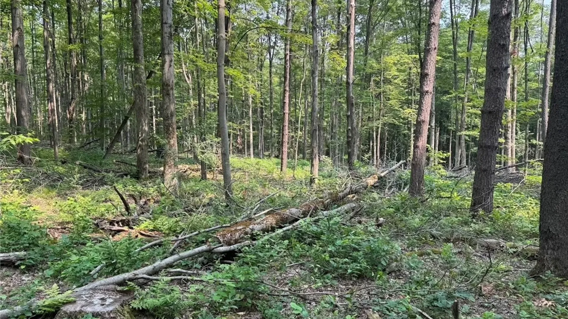 Property at Allen Road, Sardinia, NY 14055 24