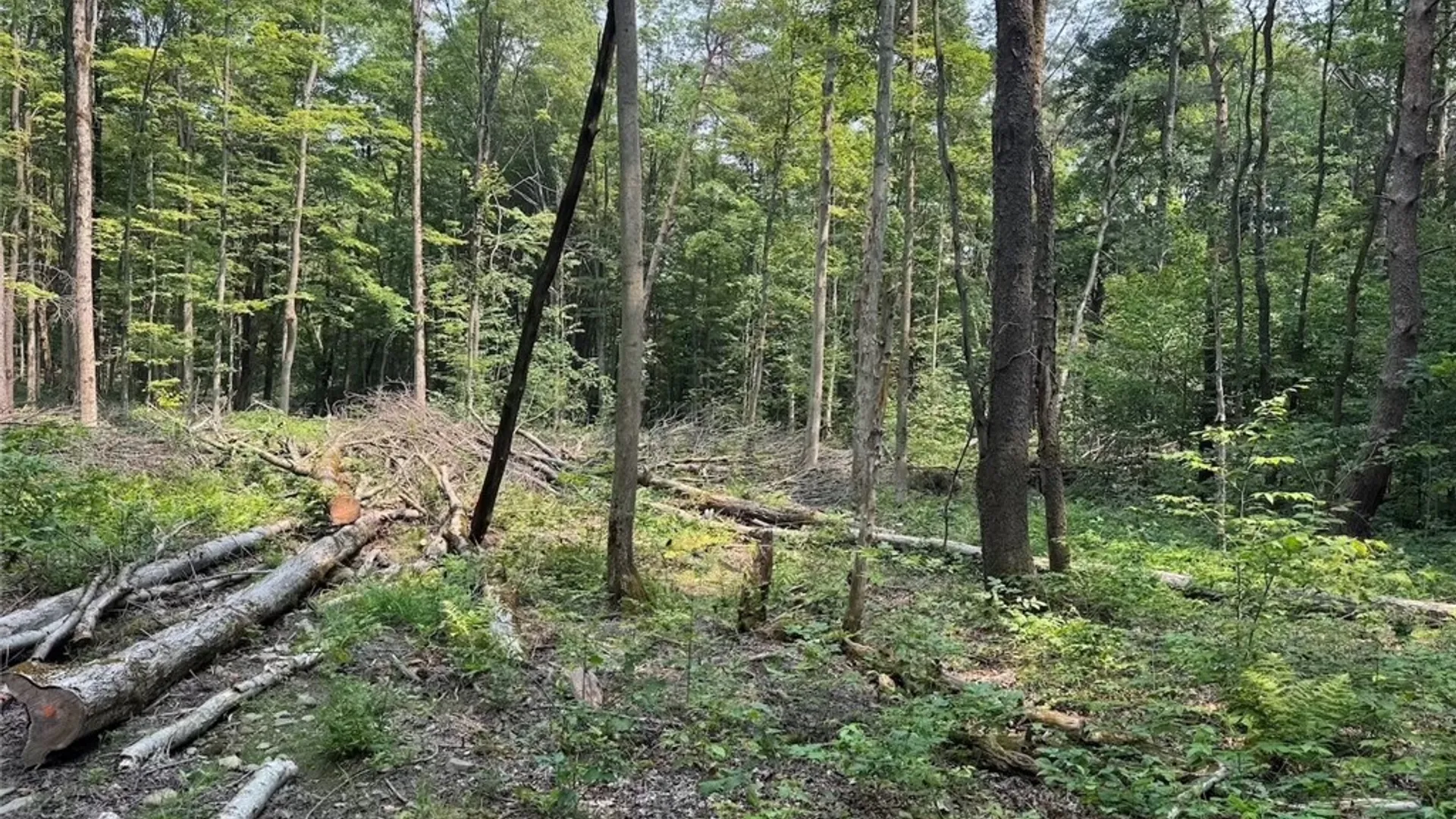 Property at Allen Road, Sardinia, NY 14055 25