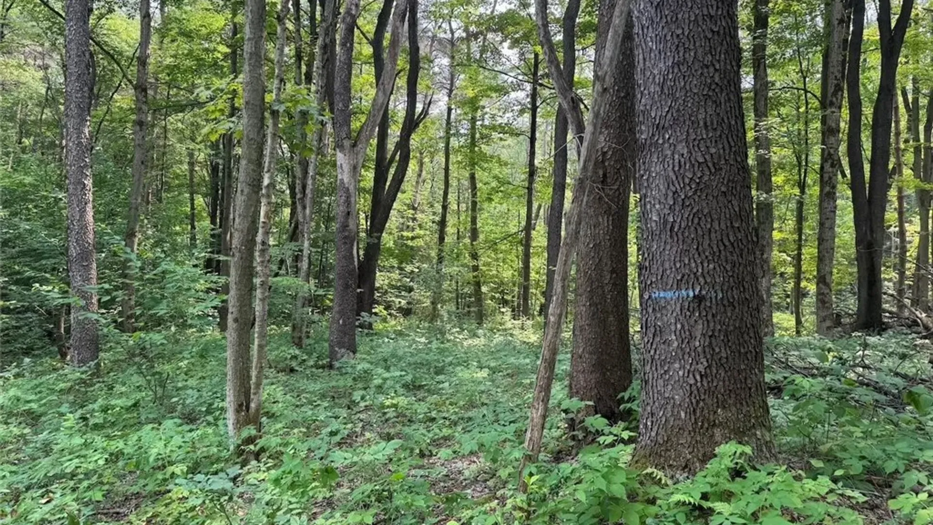 Property at Allen Road, Sardinia, NY 14055 26