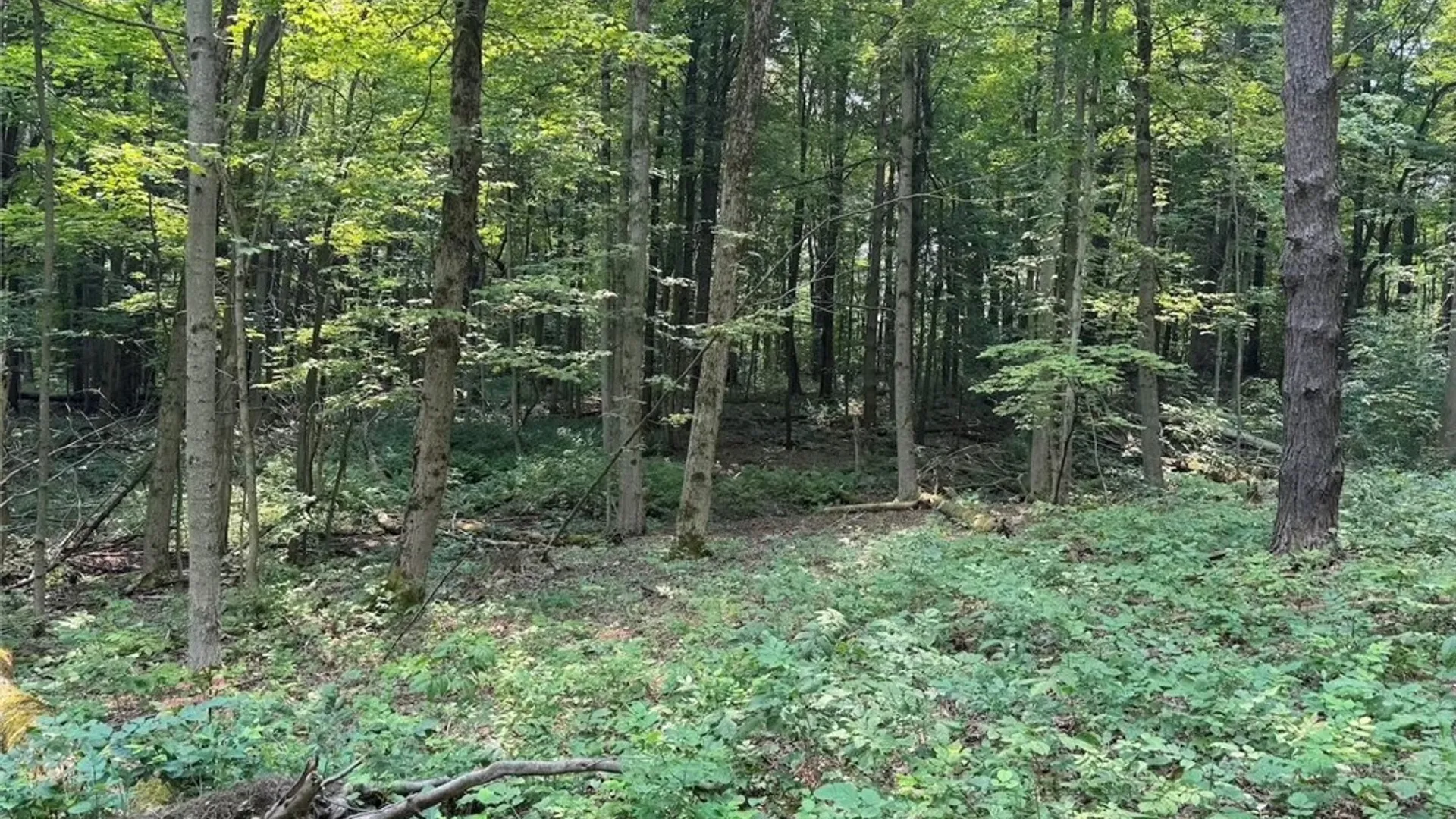 Property at Allen Road, Sardinia, NY 14055 27